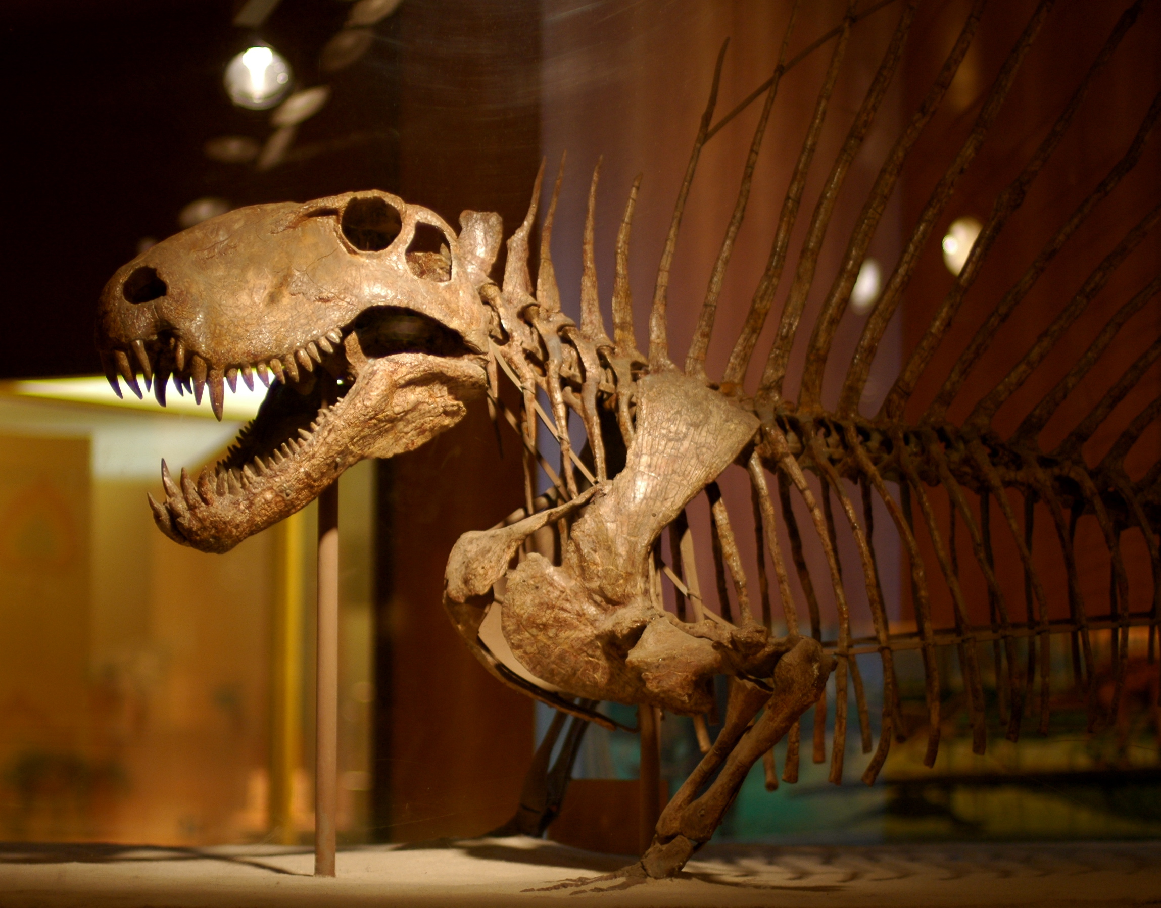Dimetrodon limbatus skeleton on display at the National Museum of Natural History