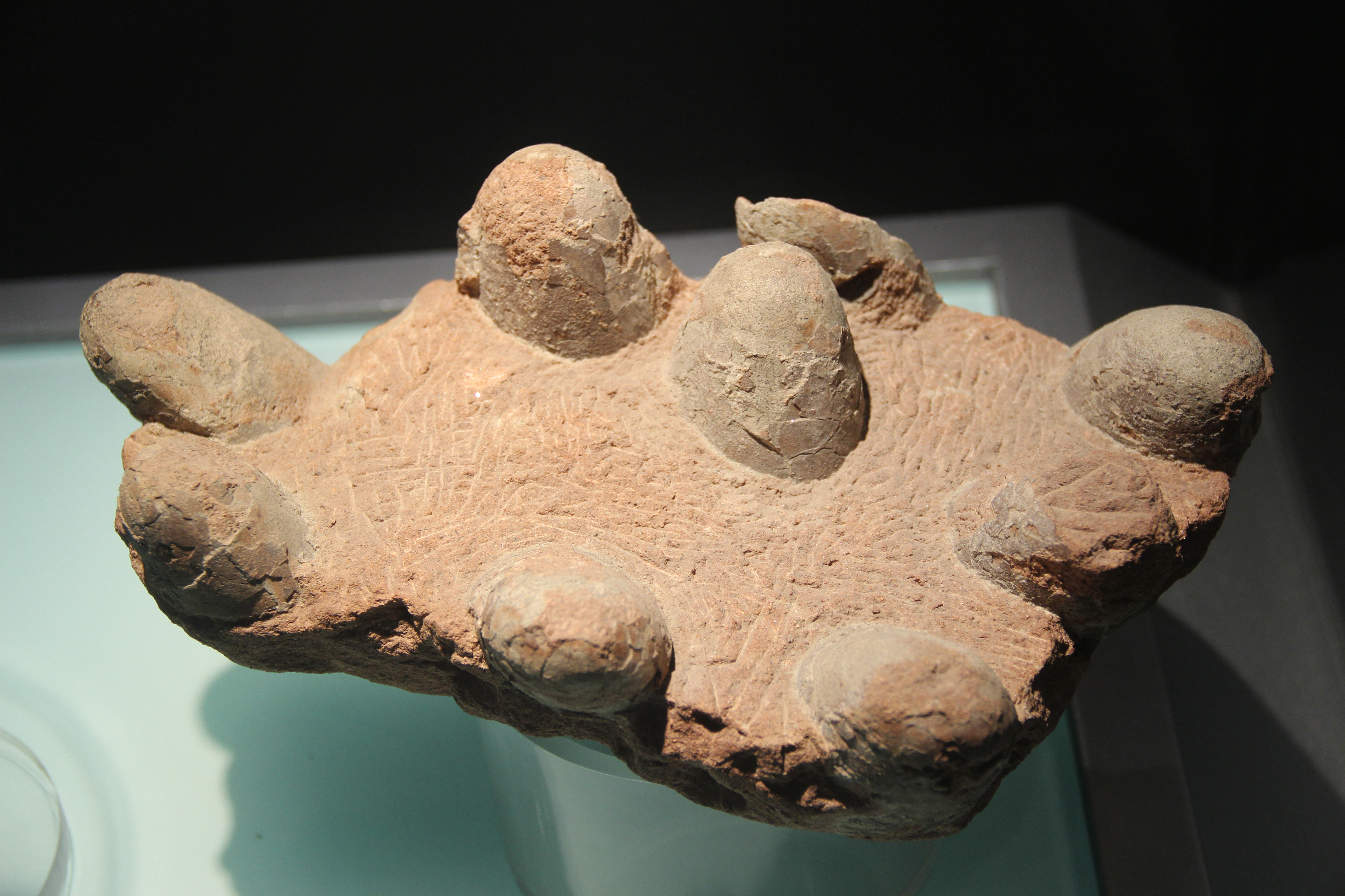 Fossilized troodontid dinosaur eggs showing elongated soft-shelled structure