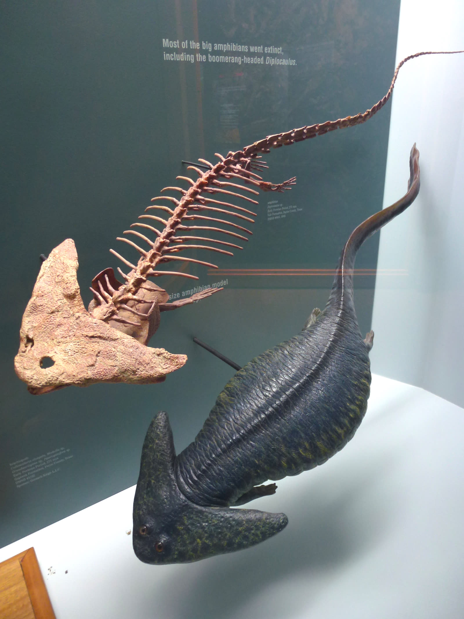 Reconstructed skeleton and life size model of Diplocaulus showing the wide skull and paddle shaped tail