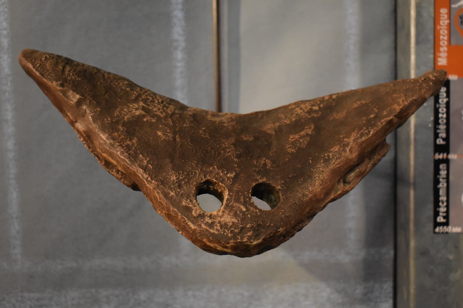 Mounted fossil skull of Diplocaulus showing its flat boomerang shape and two long rear horns