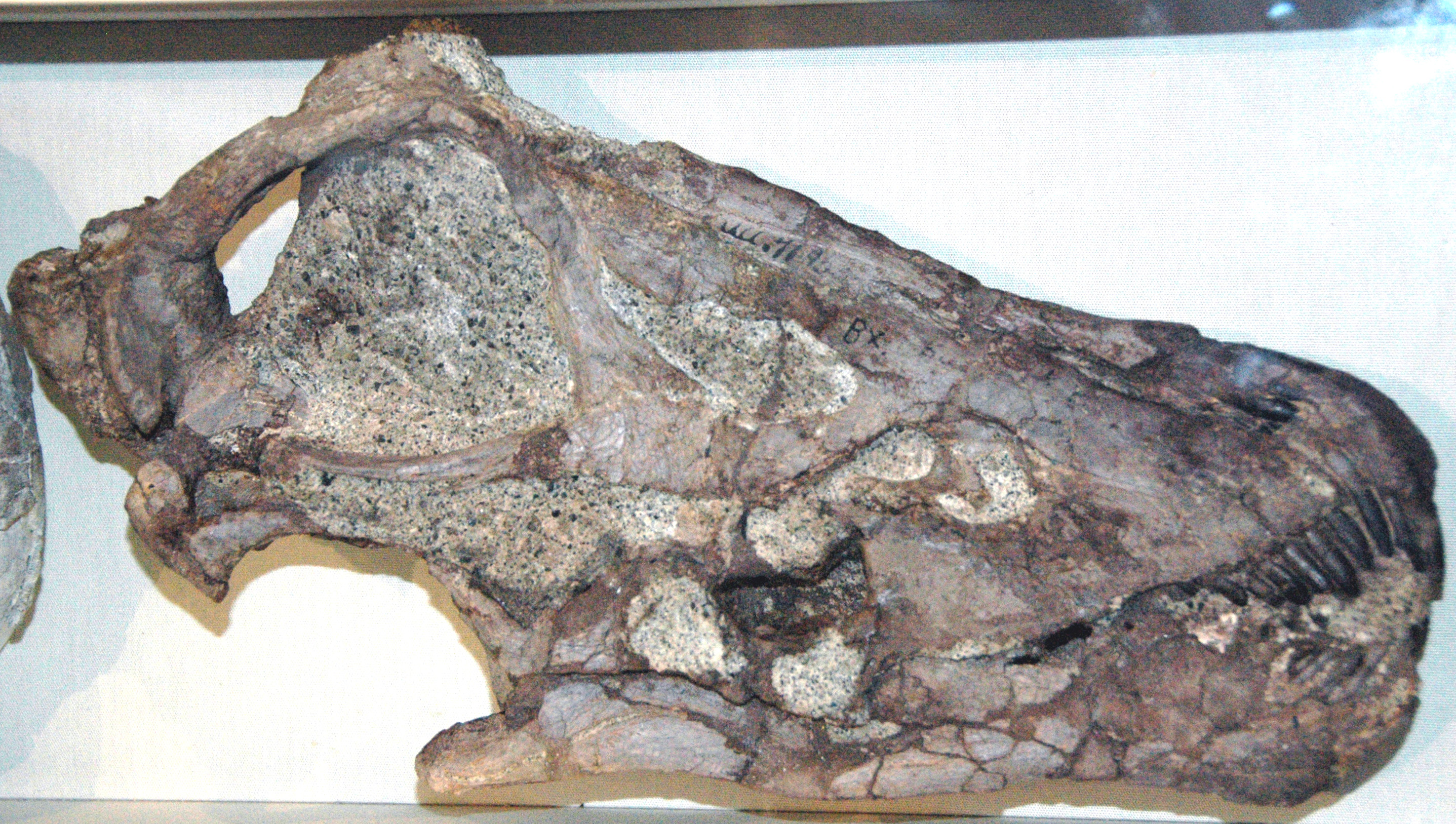 Diplodocus skull fossil showing elongated shape and peg-like teeth