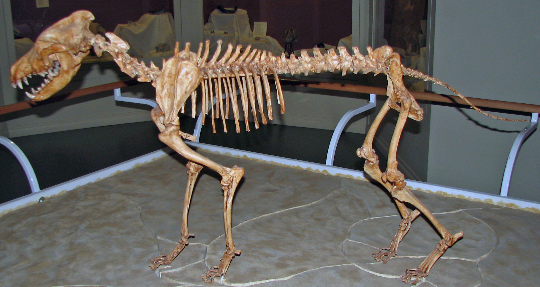 Mounted dire wolf skeleton in a museum case, heavy skull and long canines on display