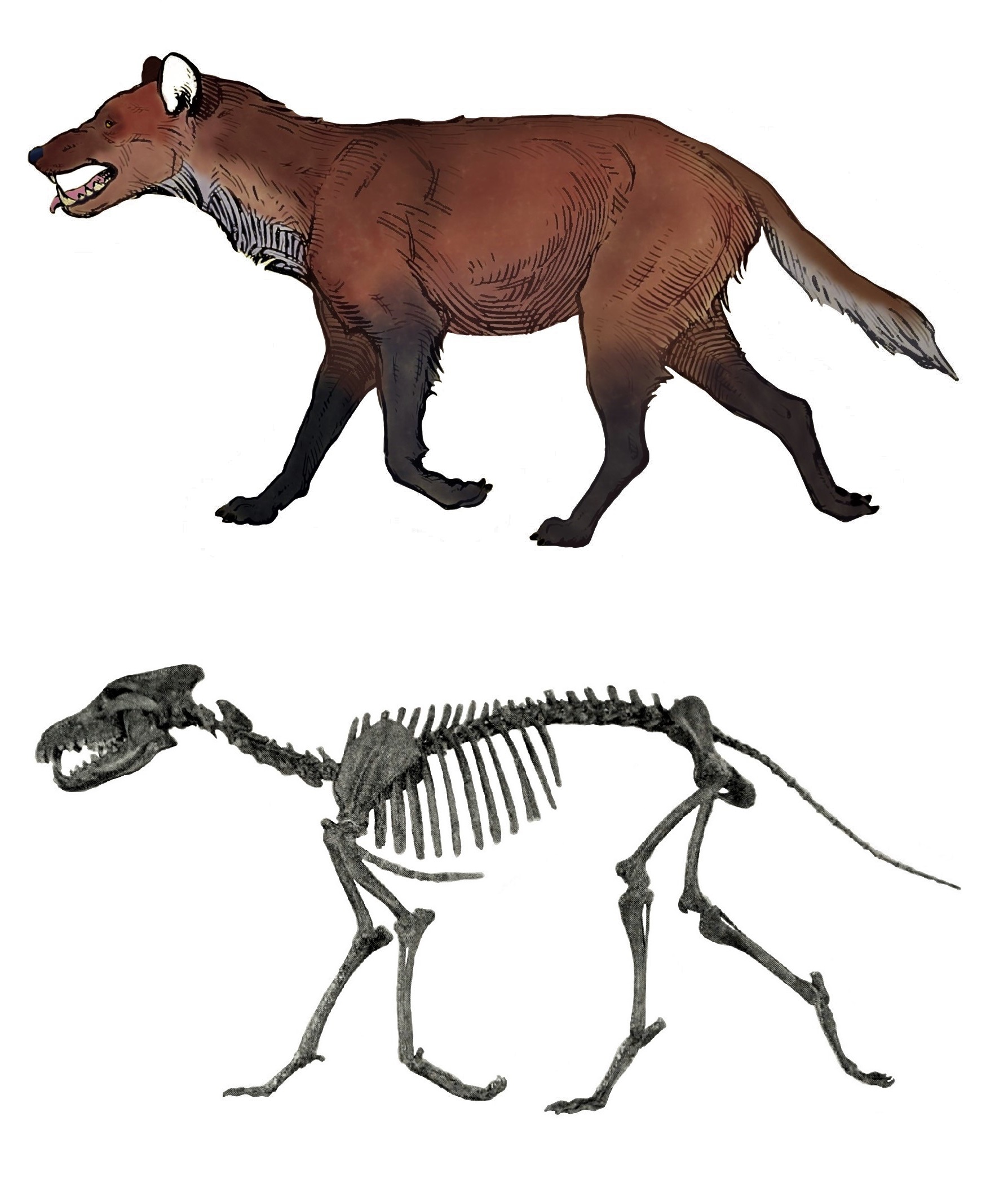 Life restoration of a stocky dire wolf standing beside its mounted skeleton for scale