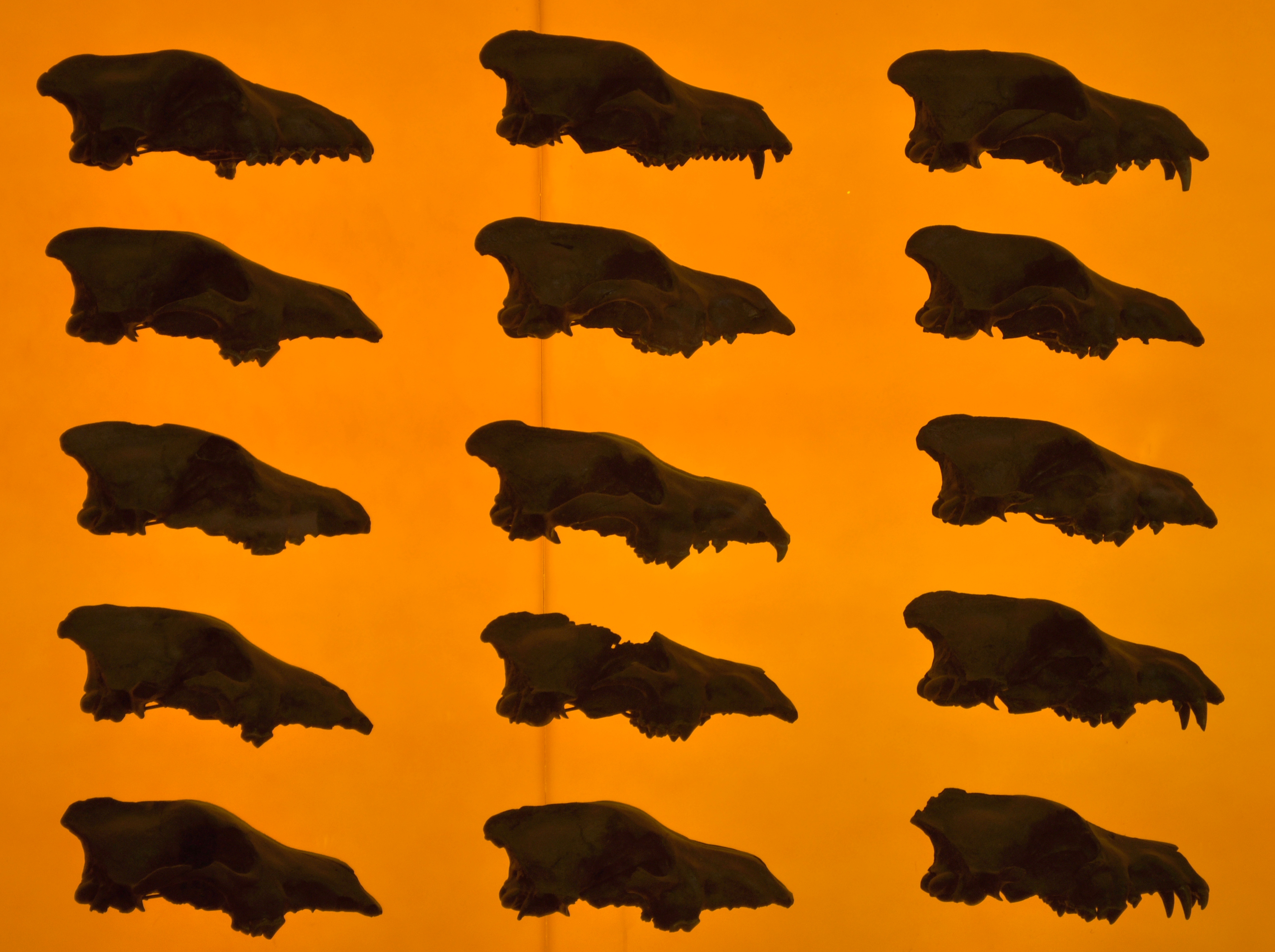 Rows of dire wolf skulls excavated from the Rancho La Brea Tar Pits in Los Angeles