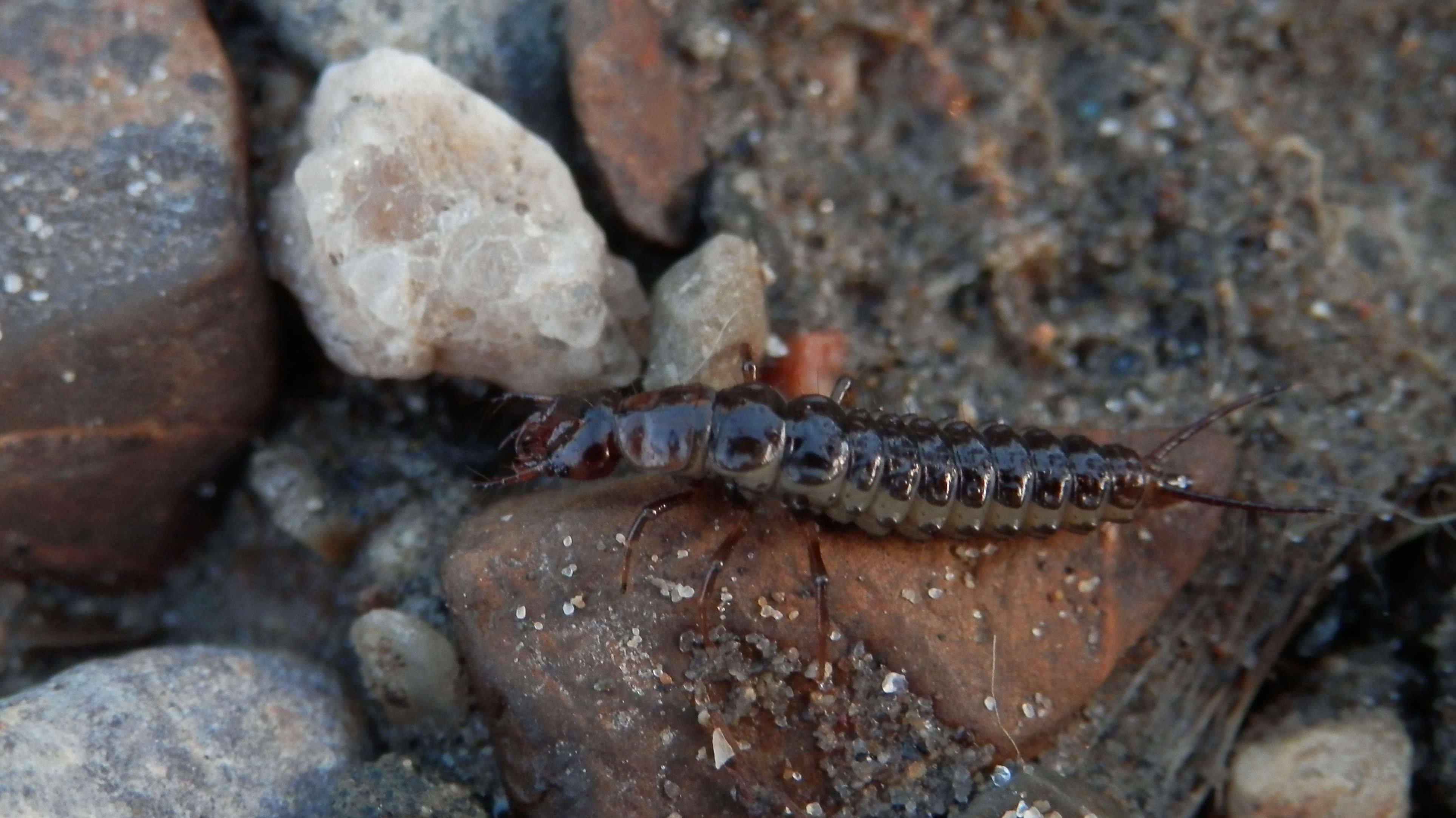 Predaceous diving beetle larva (Dytiscidae) with curved mandibles