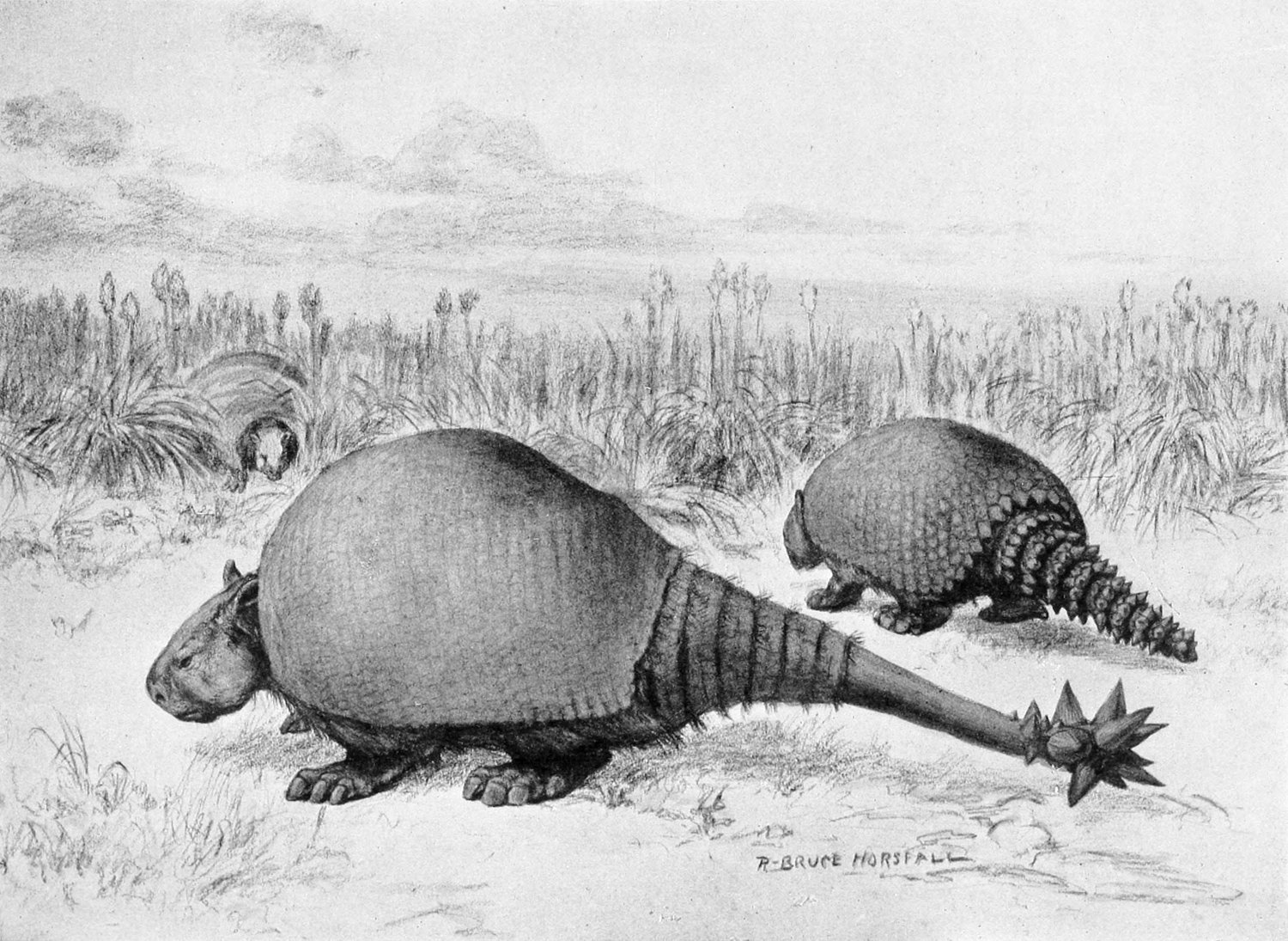Comparative illustration of club-tailed Doedicurus and Glyptodon side by side at different scales