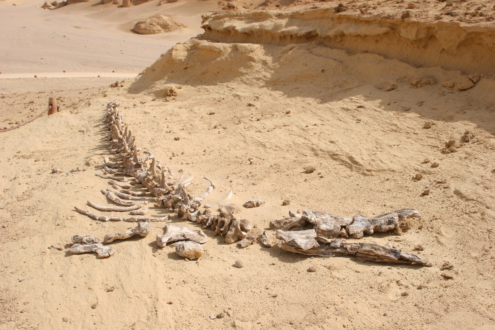 Dorudon fossil skeleton exposed in the desert sand at Wadi El-Hitan, Egypt