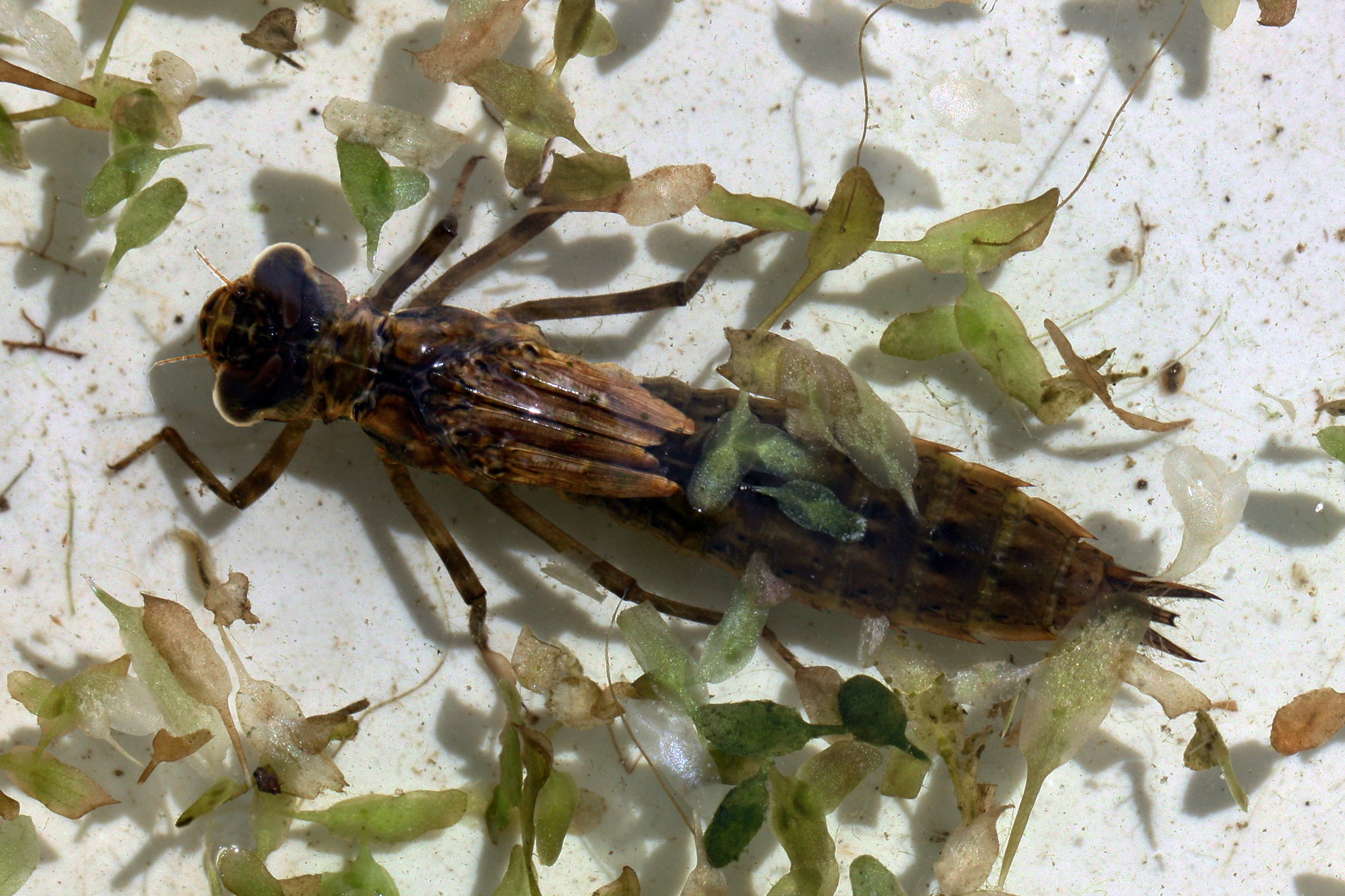 Brown hawker dragonfly nymph (Aeshna grandis) in its aquatic habitat
