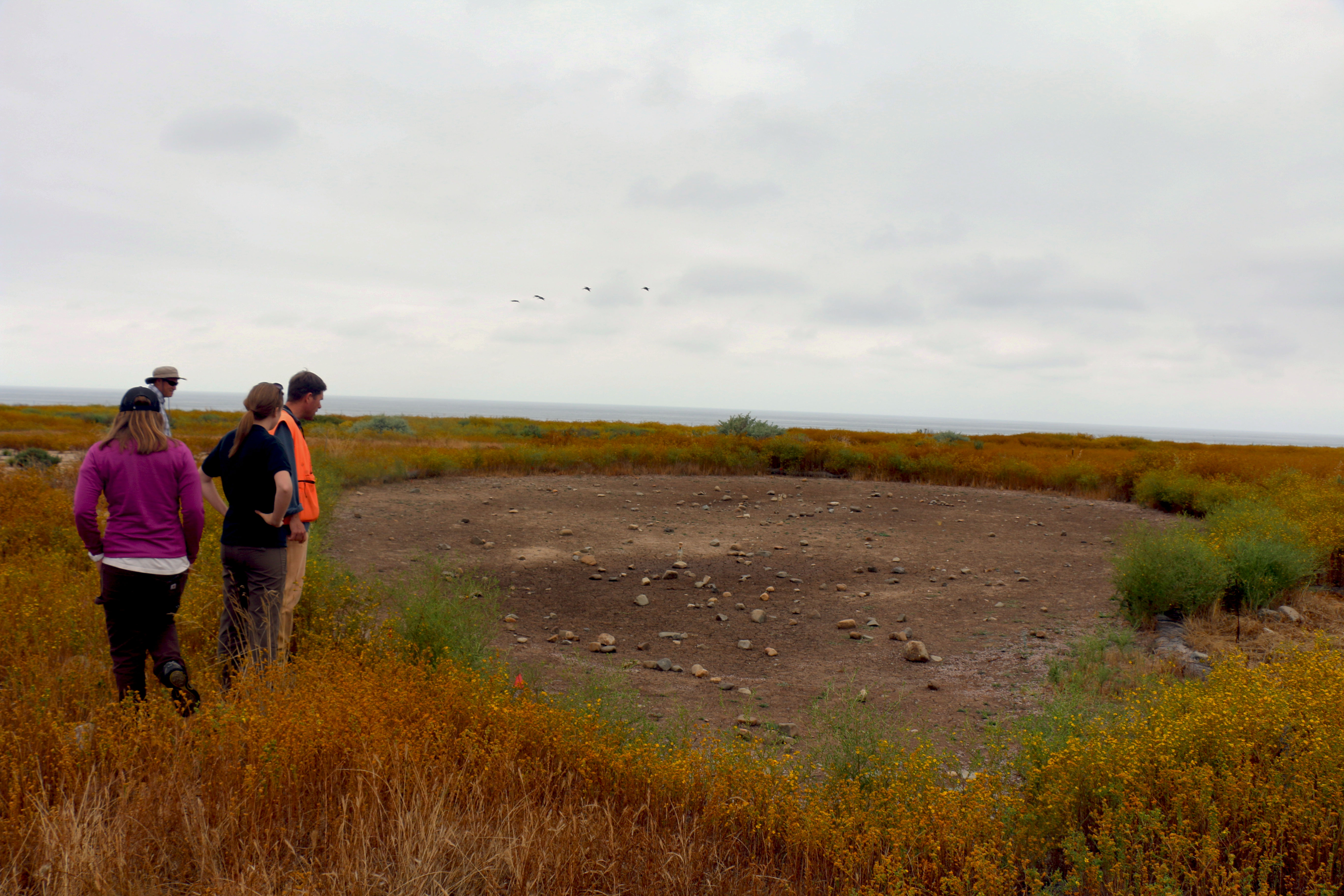 A dry vernal pool in California where Triops eggs lie dormant in the soil