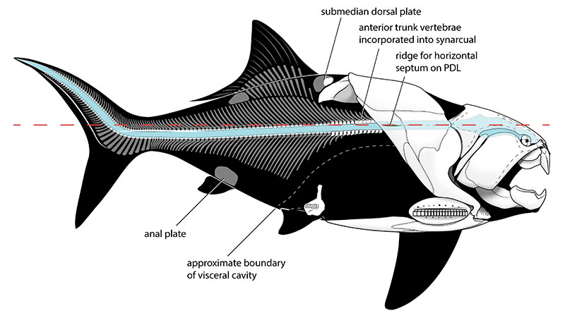 Dunkleosteus skeletal reconstruction