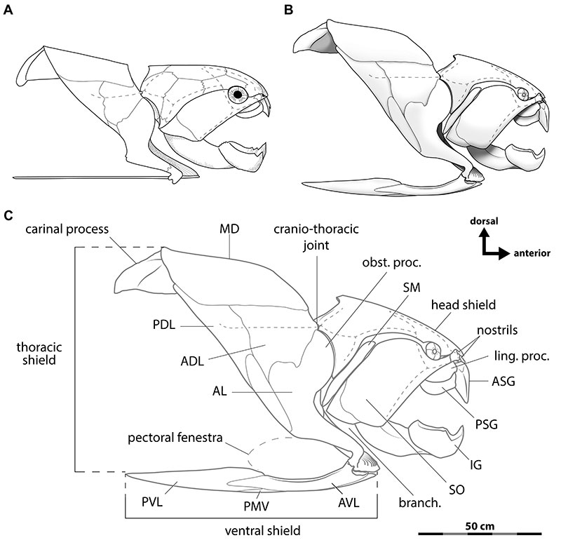 Detailed reconstruction of Dunkleosteus skull showing thick bony armor plates and shearing jaw blades
