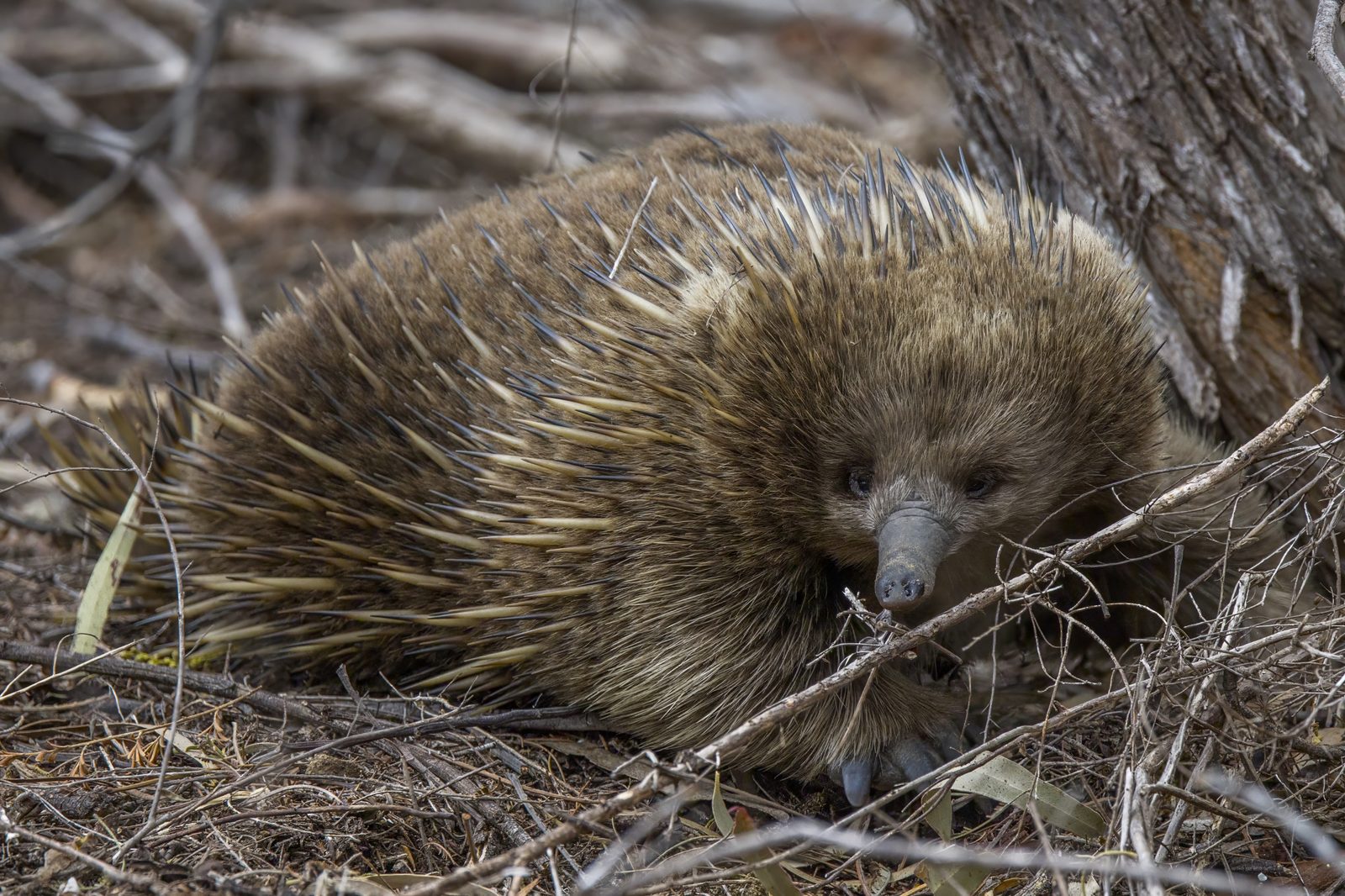 Short-beaked echidna walking across ground, one of only four other living egg-laying mammal species