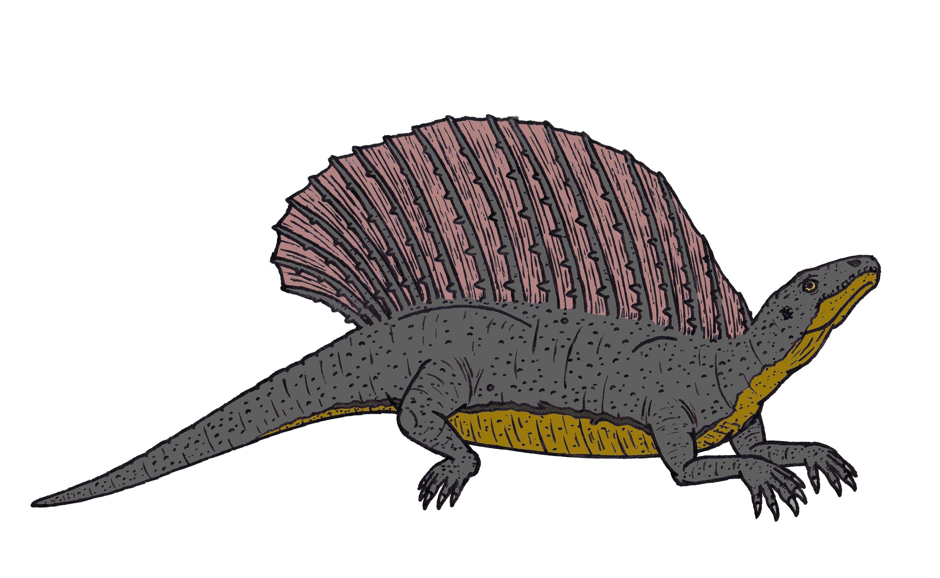 Edaphosaurus skeleton showing its sail, similar in shape to Dimetrodon but belonging to a different synapsid lineage