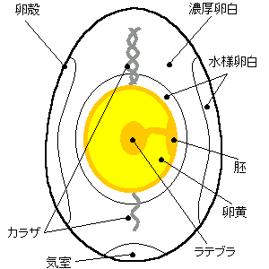 Cross section of a bird egg showing shell, membranes, albumen, and yolk