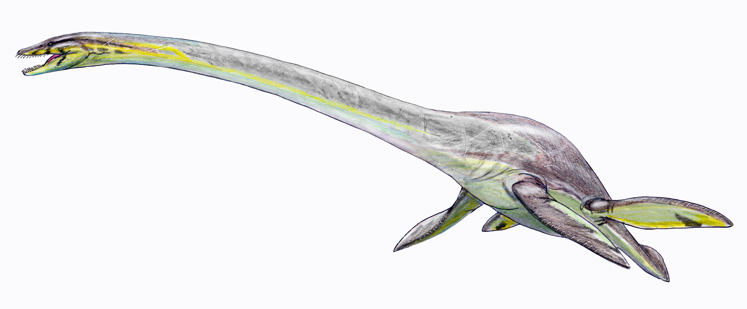 Elasmosaurus platyurus life reconstruction showing the full body with distinctive long neck and paddle limbs