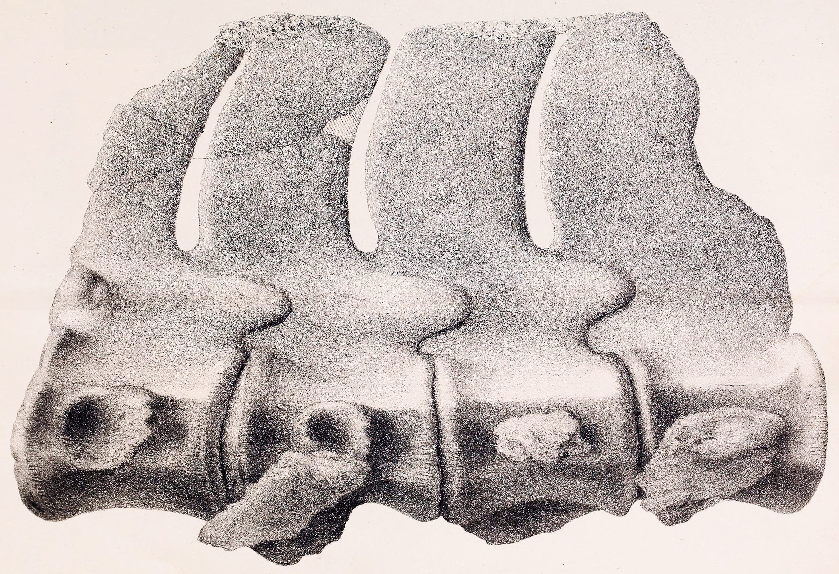 Fossilized dorsal vertebrae of Elasmosaurus showing the distinctive flat centra that gave the genus its name