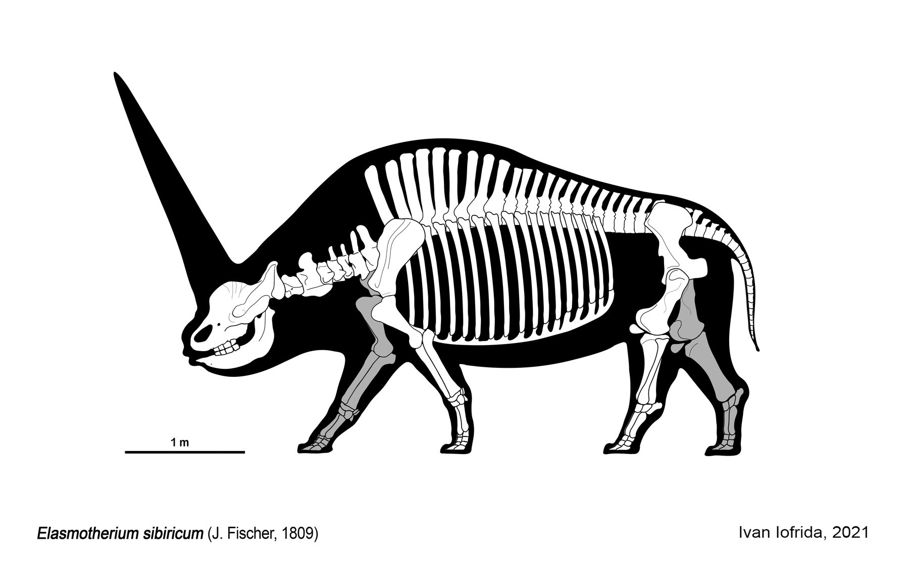 Life restoration of Elasmotherium sibiricum standing on the open Pleistocene steppe