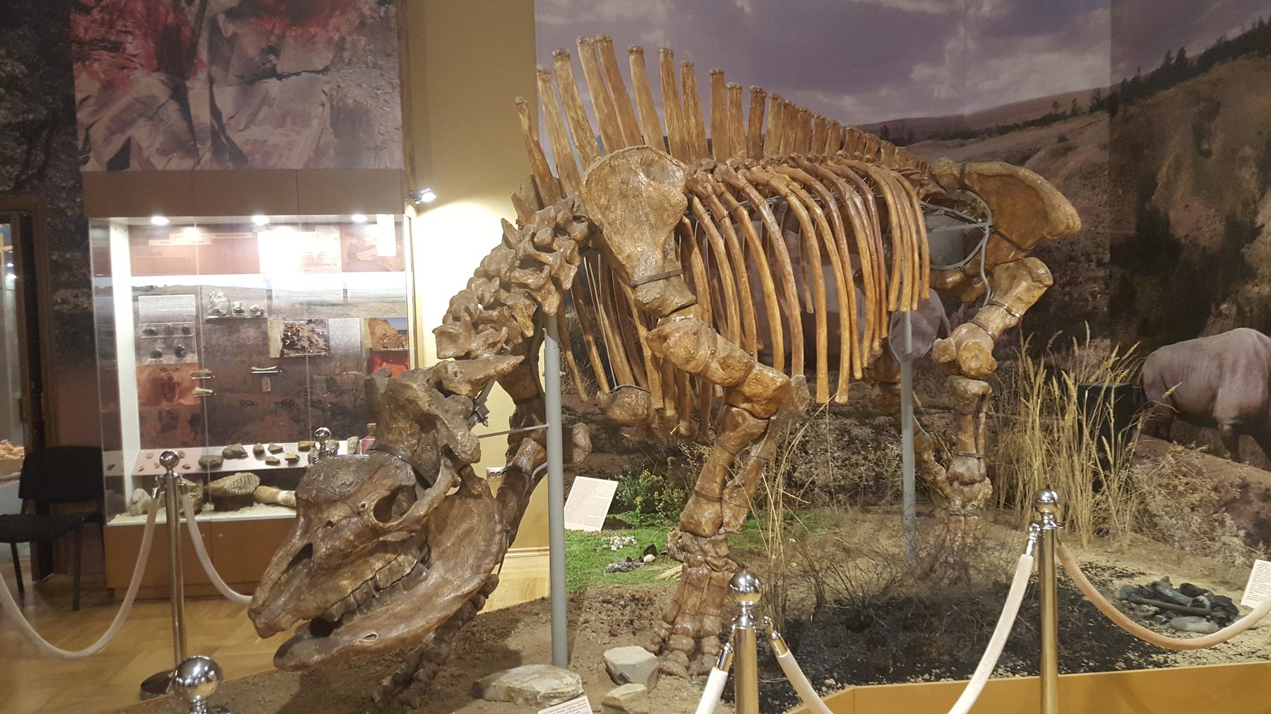 Mounted Elasmotherium caucasicum skeleton at the Azov Museum in southern Russia
