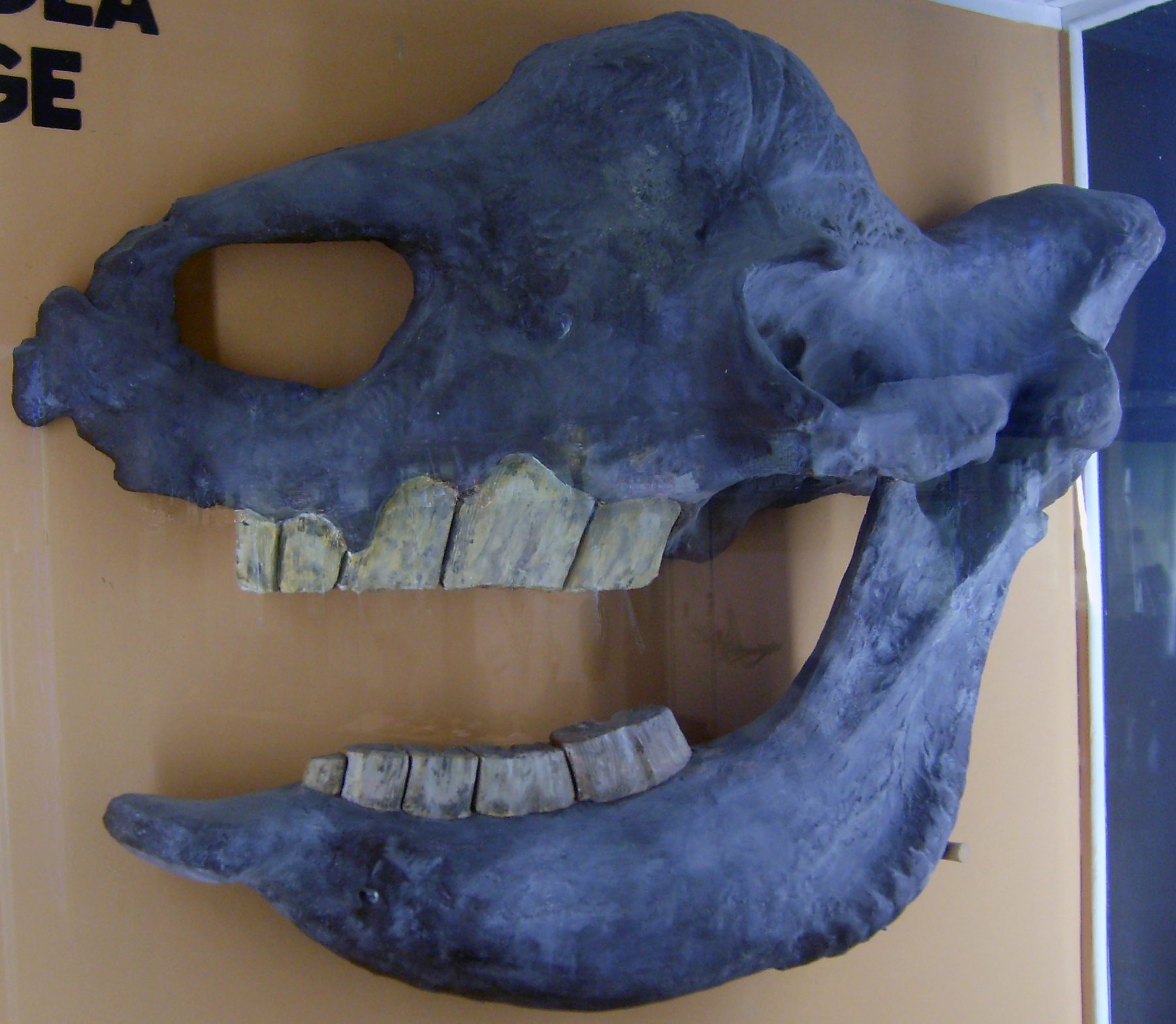 Fossil skull of Elasmotherium sibiricum showing the roughened frontal dome that supported its horn