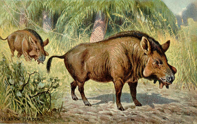 Vintage illustration of Entelodon, a bulky entelodont with a large pig-like head