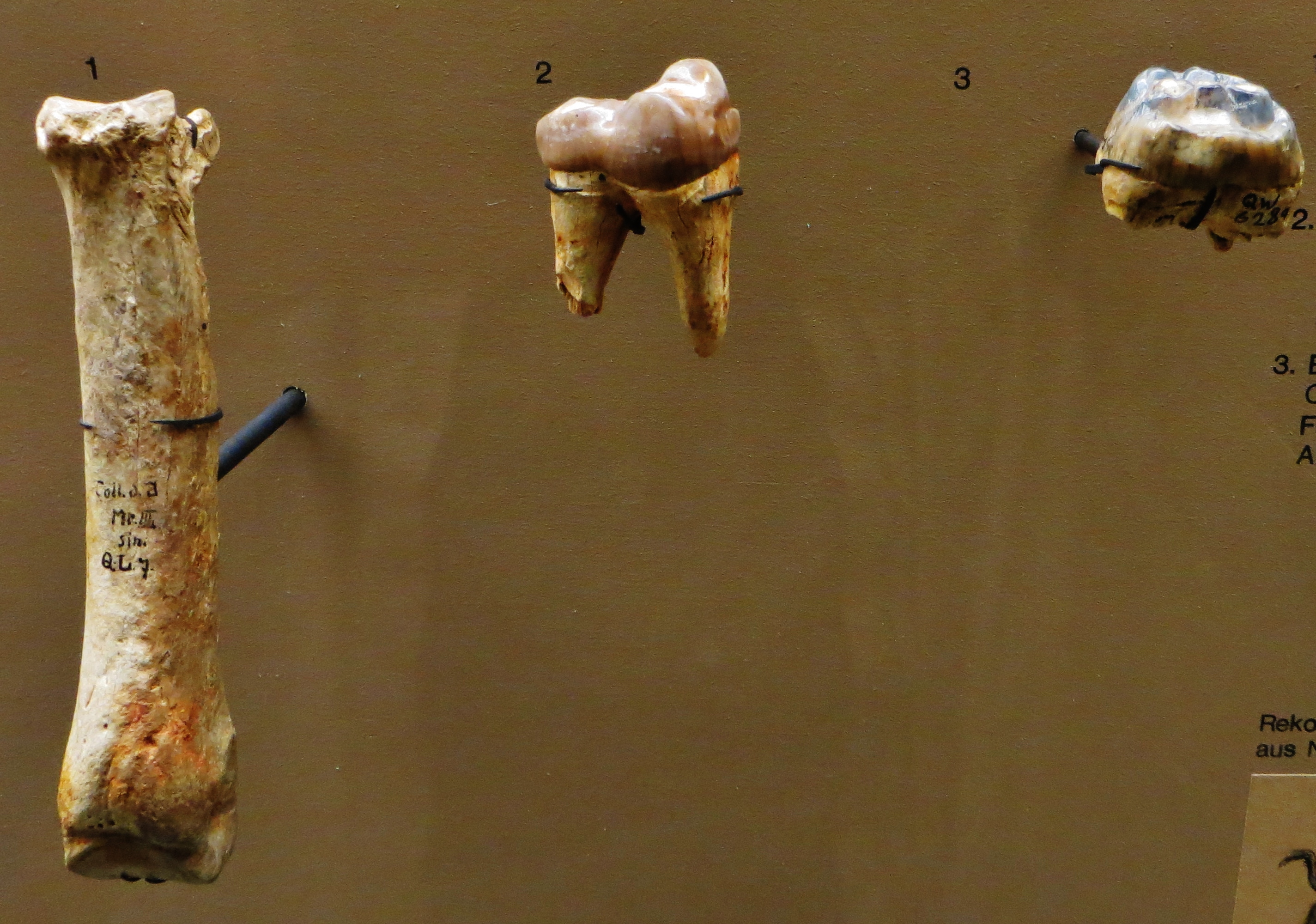 Mounted skeleton of Entelodon, the hog-like Eocene relative of Andrewsarchus