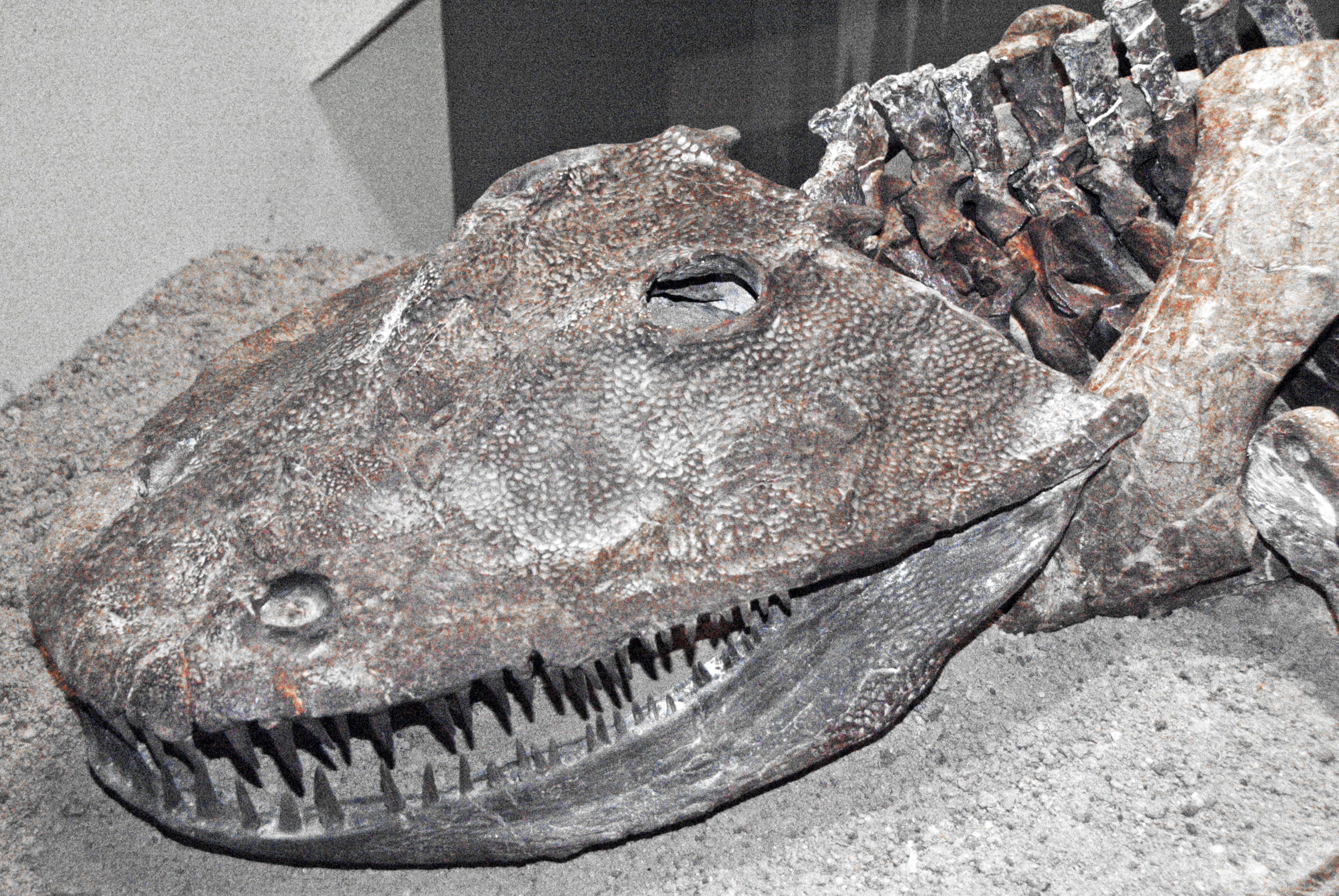 Eryops megacephalus skull fossil showing armored bone surface and upward-facing eye sockets
