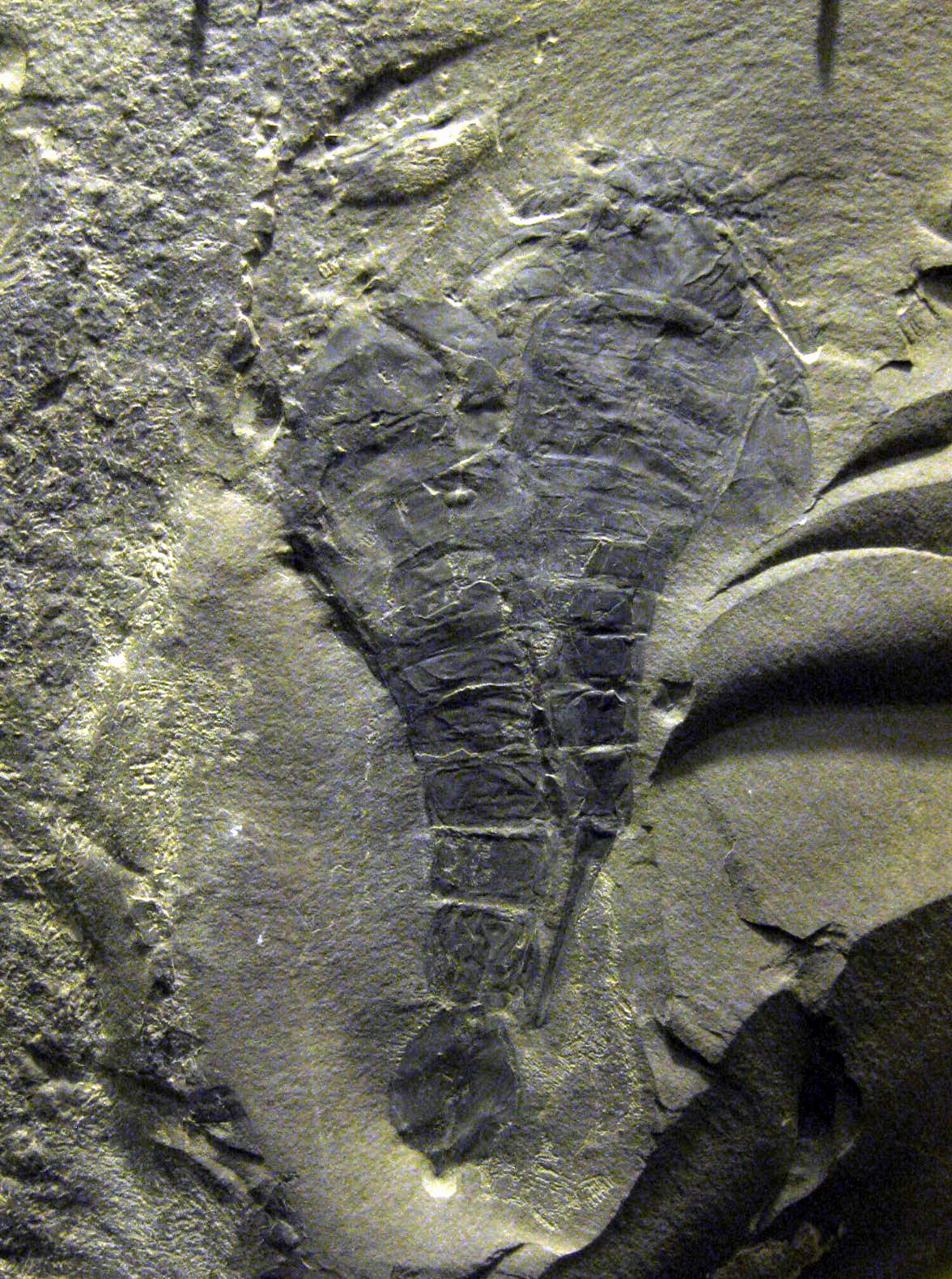 Fossilized eurypterid specimen on display at the Schiele Museum showing segmented body and telson