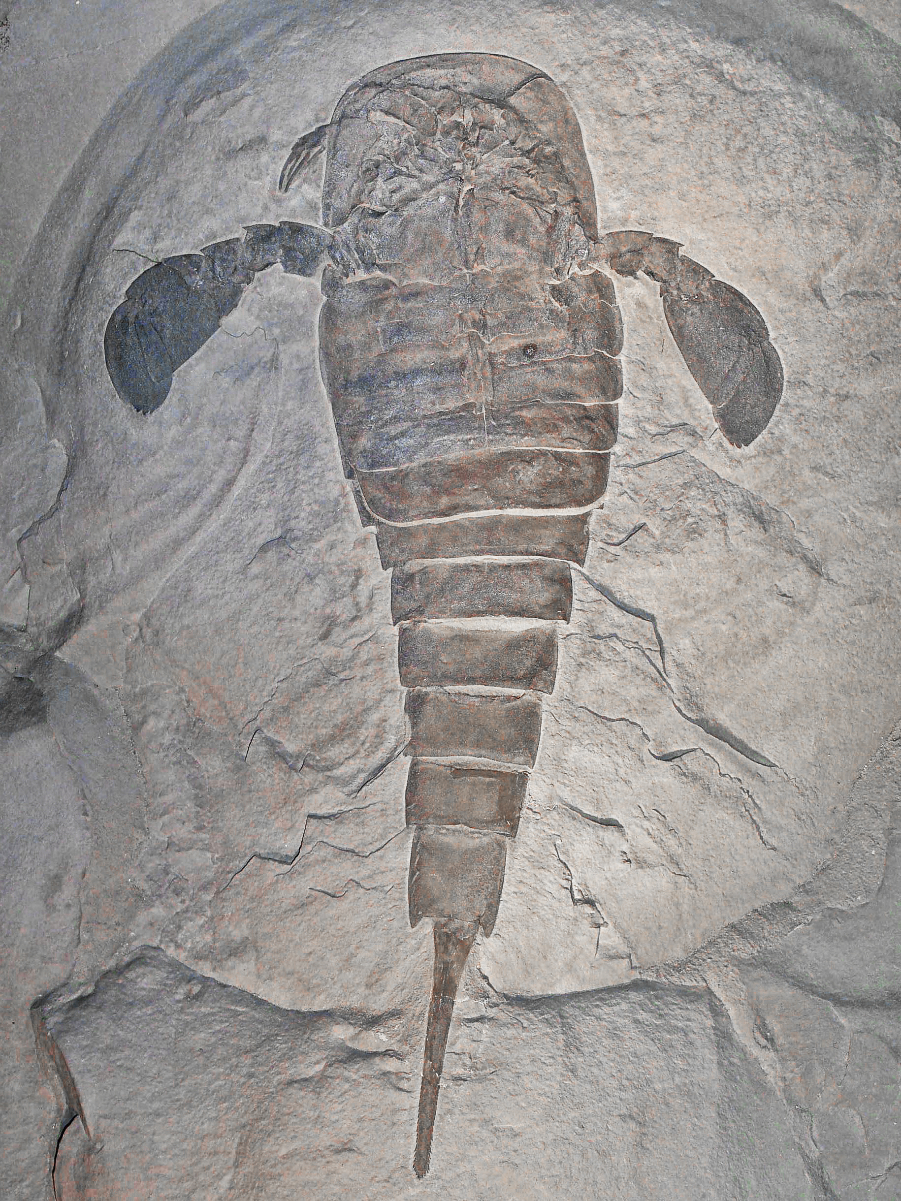 Fossil specimen of Eurypterus remipes from the Silurian period showing segmented body and swimming paddle