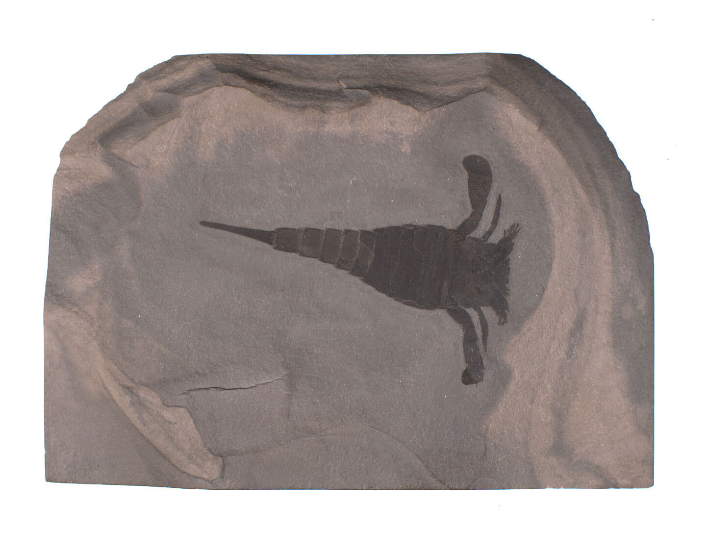 Eurypterus remipes fossil sea scorpion