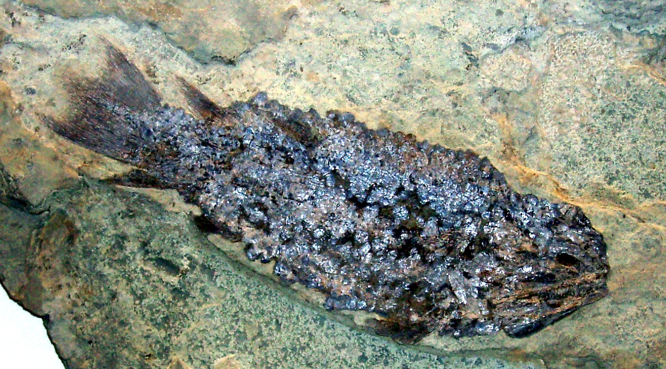 Fossil of Eusthenopteron foordi from the Upper Devonian of Quebec, Canada