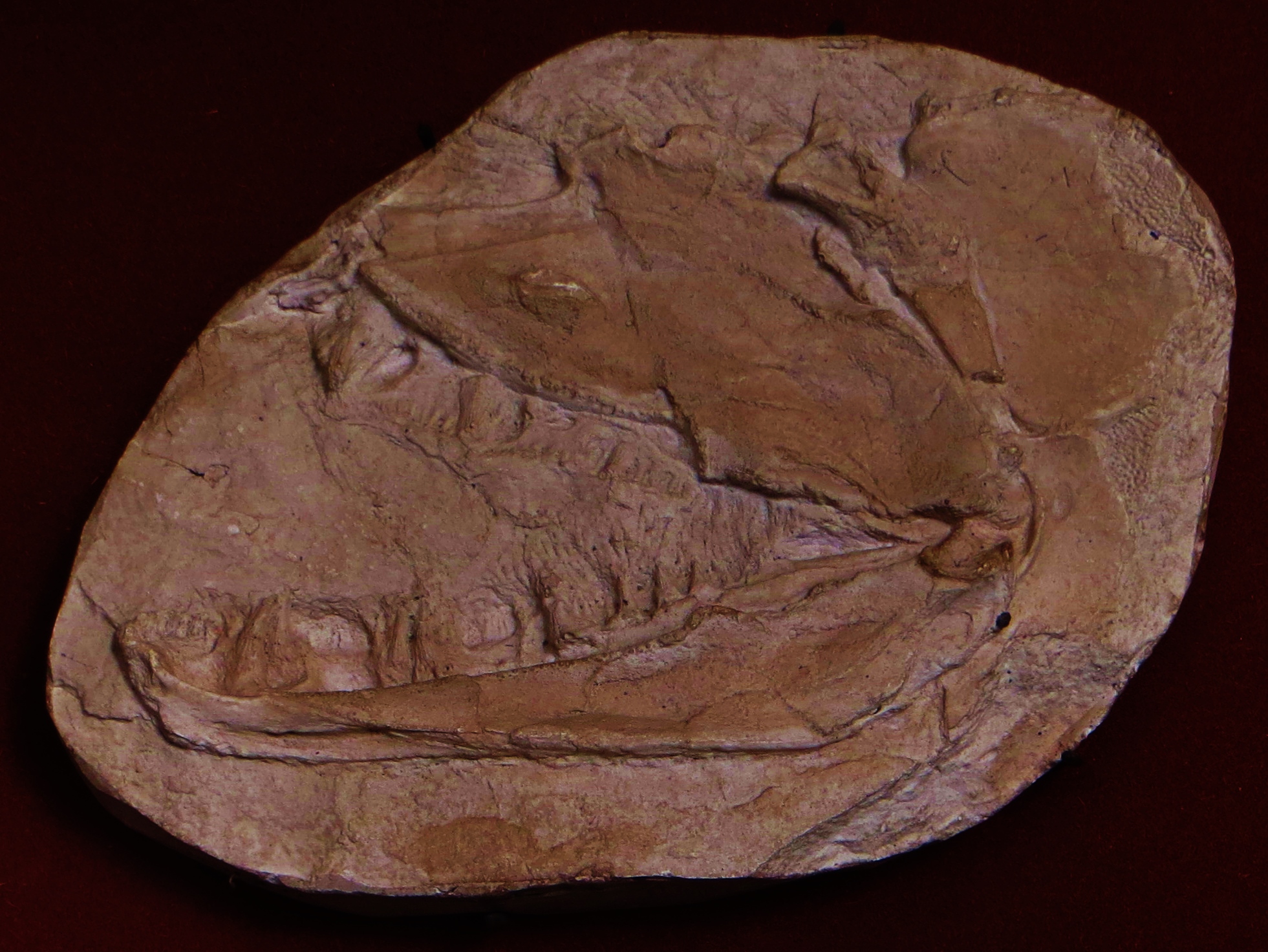 Fossilised Eusthenopteron skull showing the eye socket, jaws and gill cover