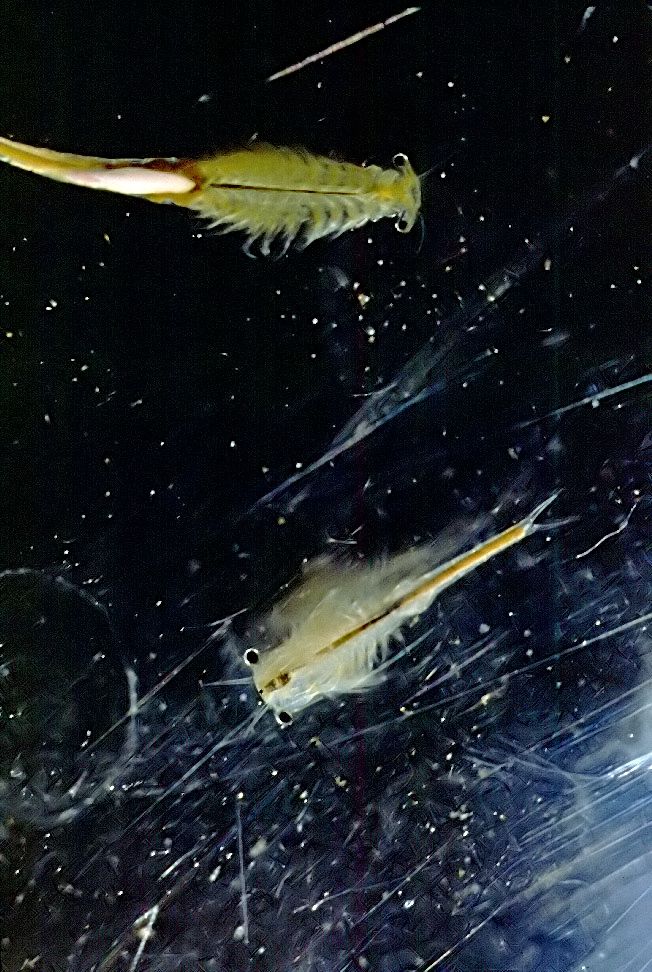 Branchinecta packardi fairy shrimp, a vernal pool specialist