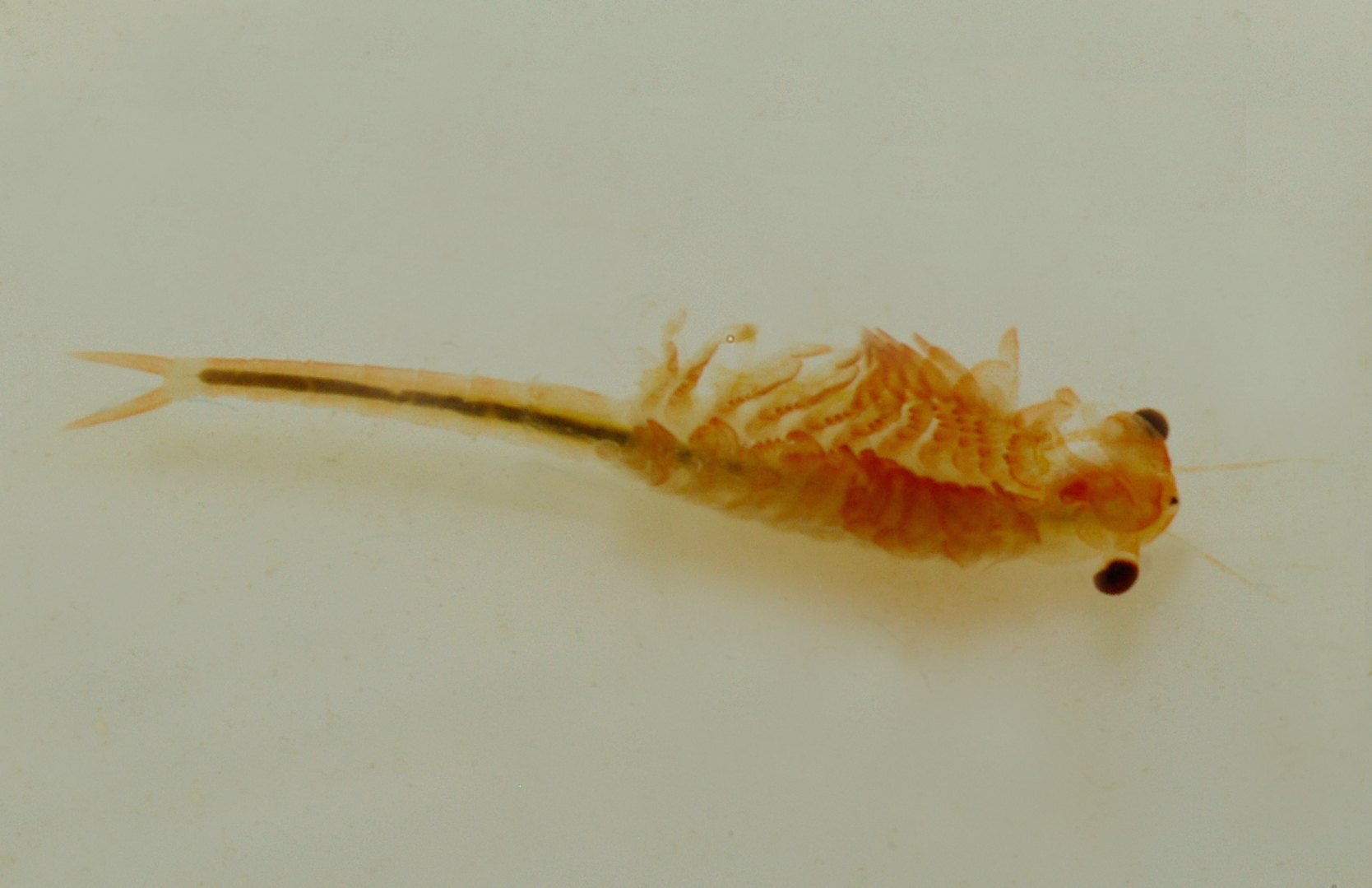 Eubranchipus grubii fairy shrimp photographed in shallow pool water with feathery legs visible