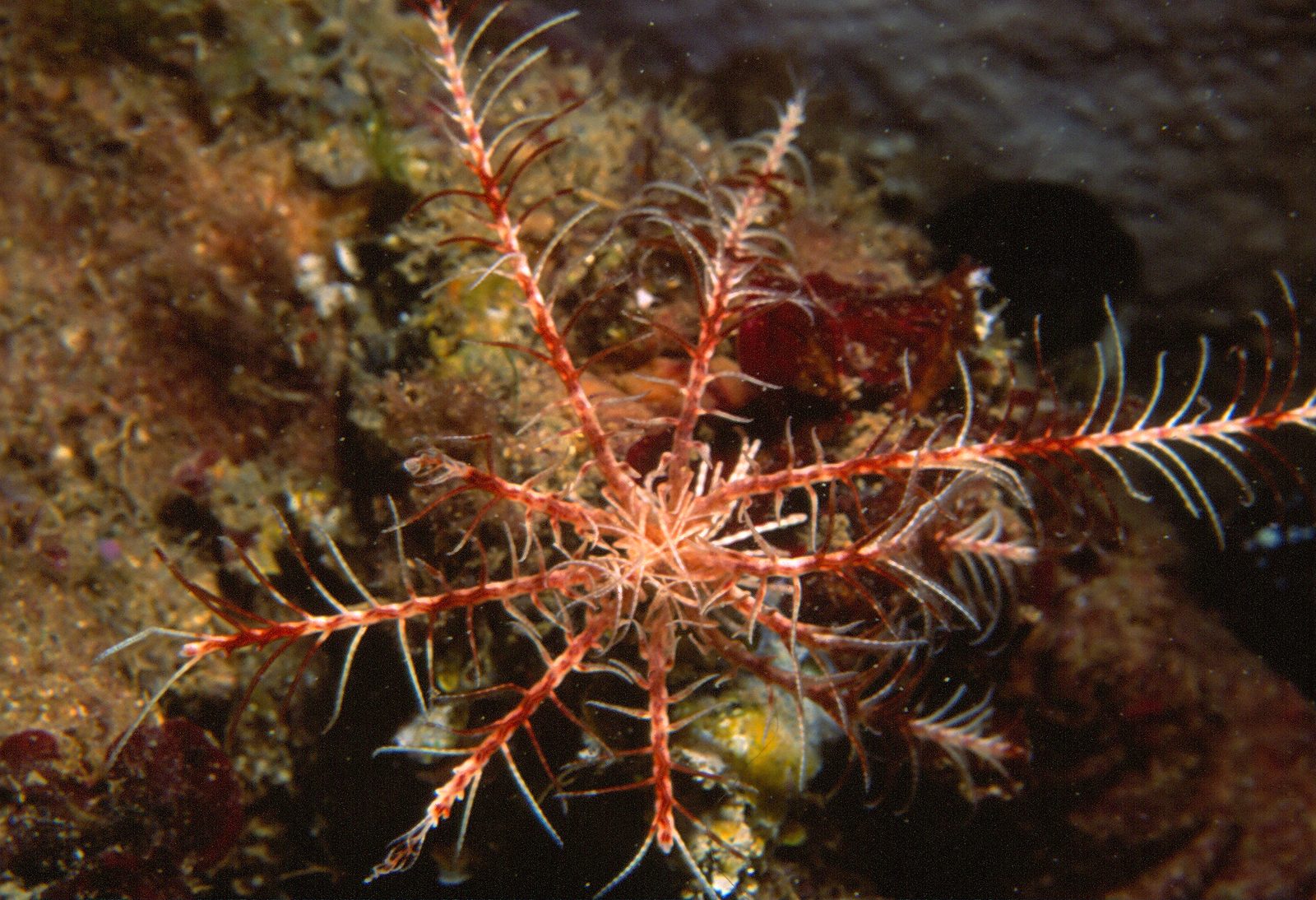 Living Mediterranean feather star Antedon mediterranea spreading its arms to feed