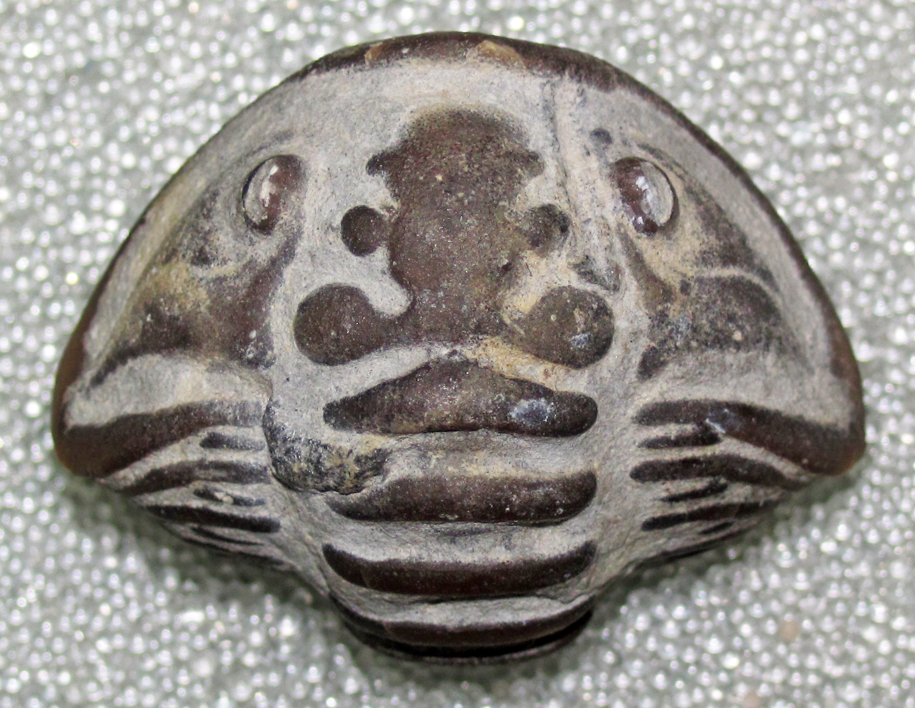 Enrolled Flexicalymene meeki trilobite fossil showing perfect spherical defensive posture