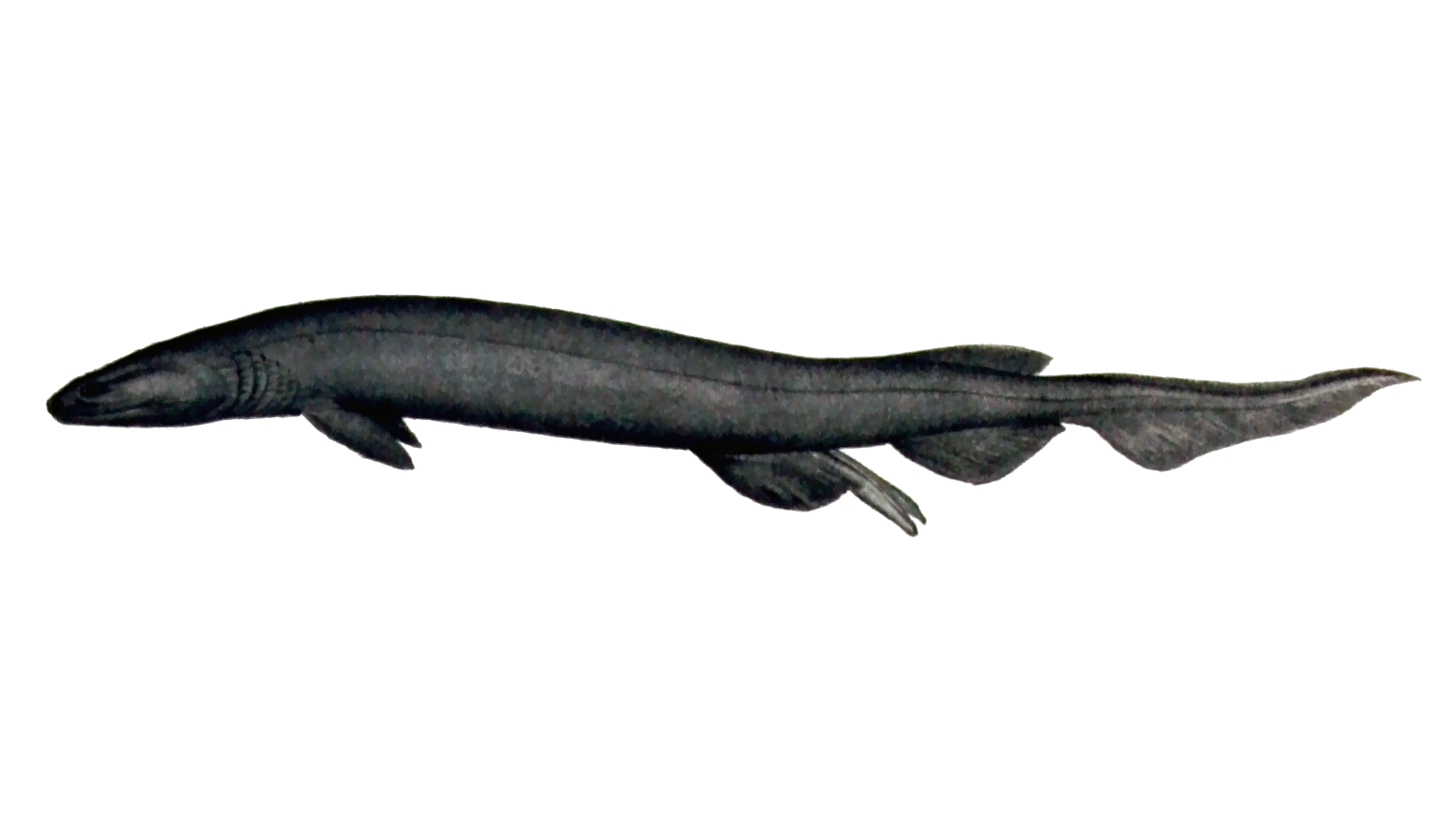 Chlamydoselachus anguineus, the living frilled shark, a deep-sea species that retains ancient body features