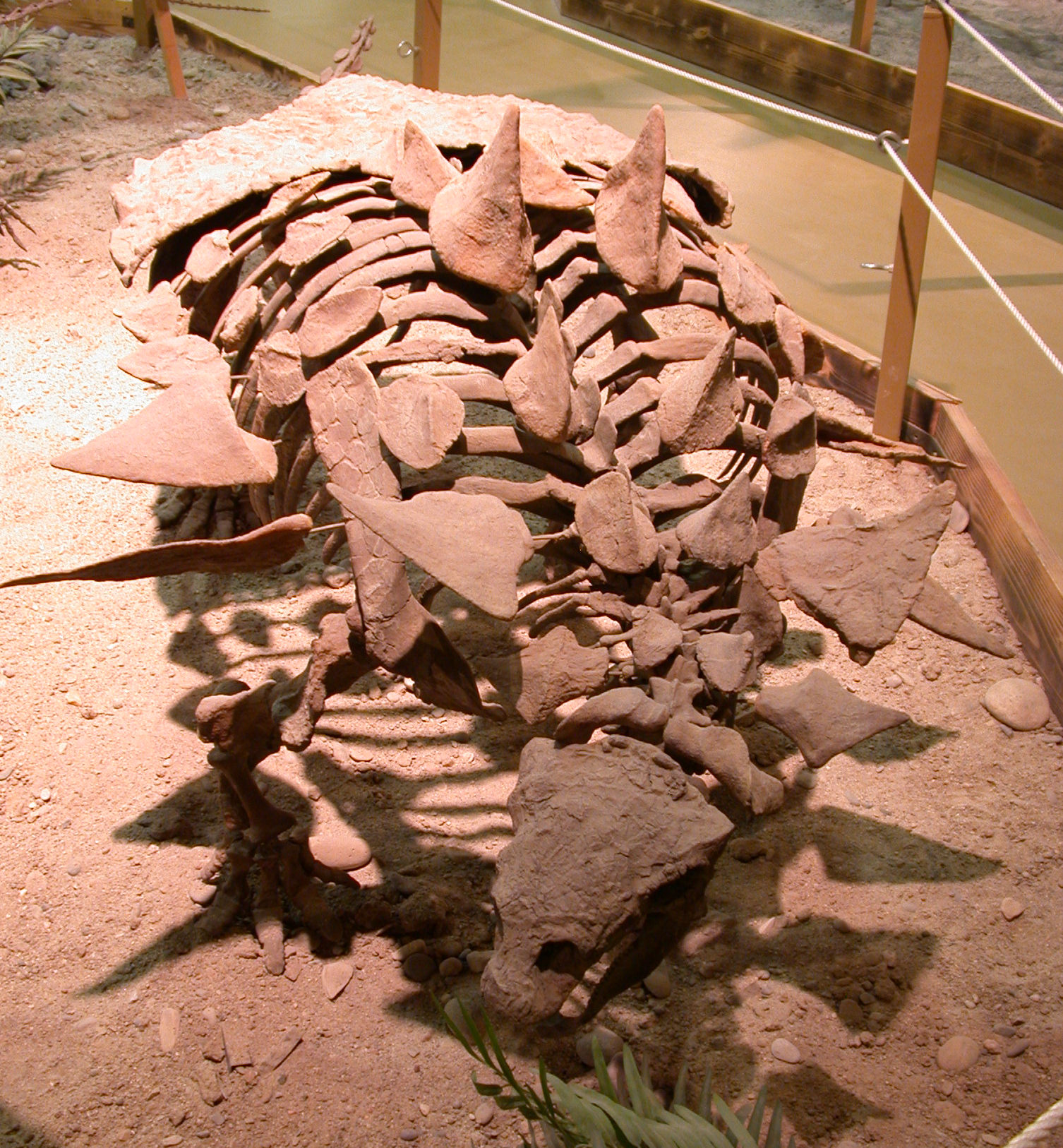 Reconstructed Gastonia skeleton mount at the Wyoming Dinosaur Center showing armored back plates and lateral spikes