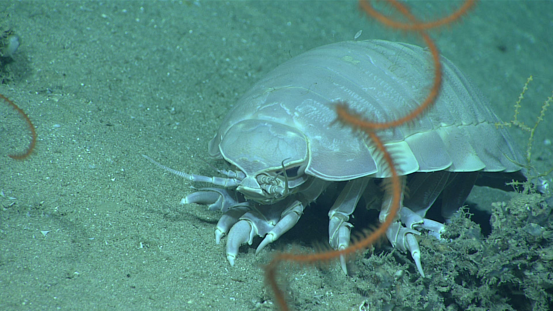 Giant isopod in deep sea