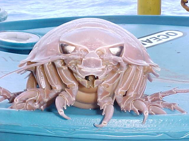 Side profile of Bathynomus giganteus showing its segmented exoskeleton and antennae