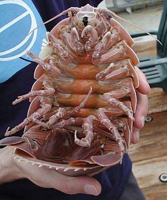 Underside view of a male Bathynomus giganteus showing its legs and mouthparts