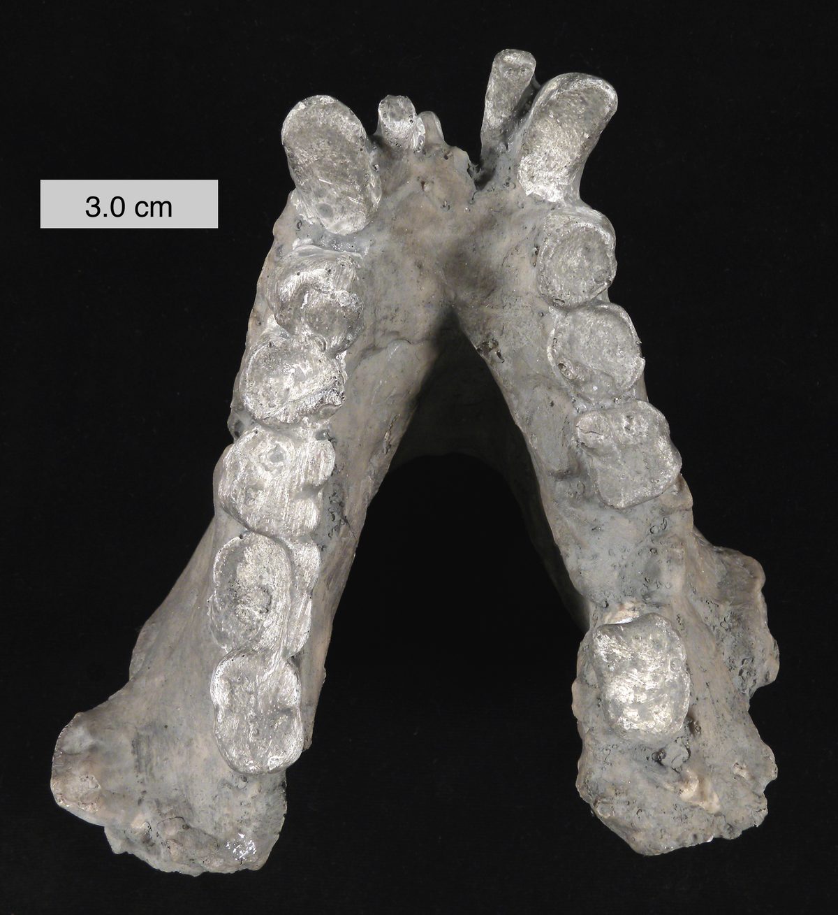 Fossilized Gigantopithecus blacki lower jaw with massive molars, one of only a handful of jawbones ever found