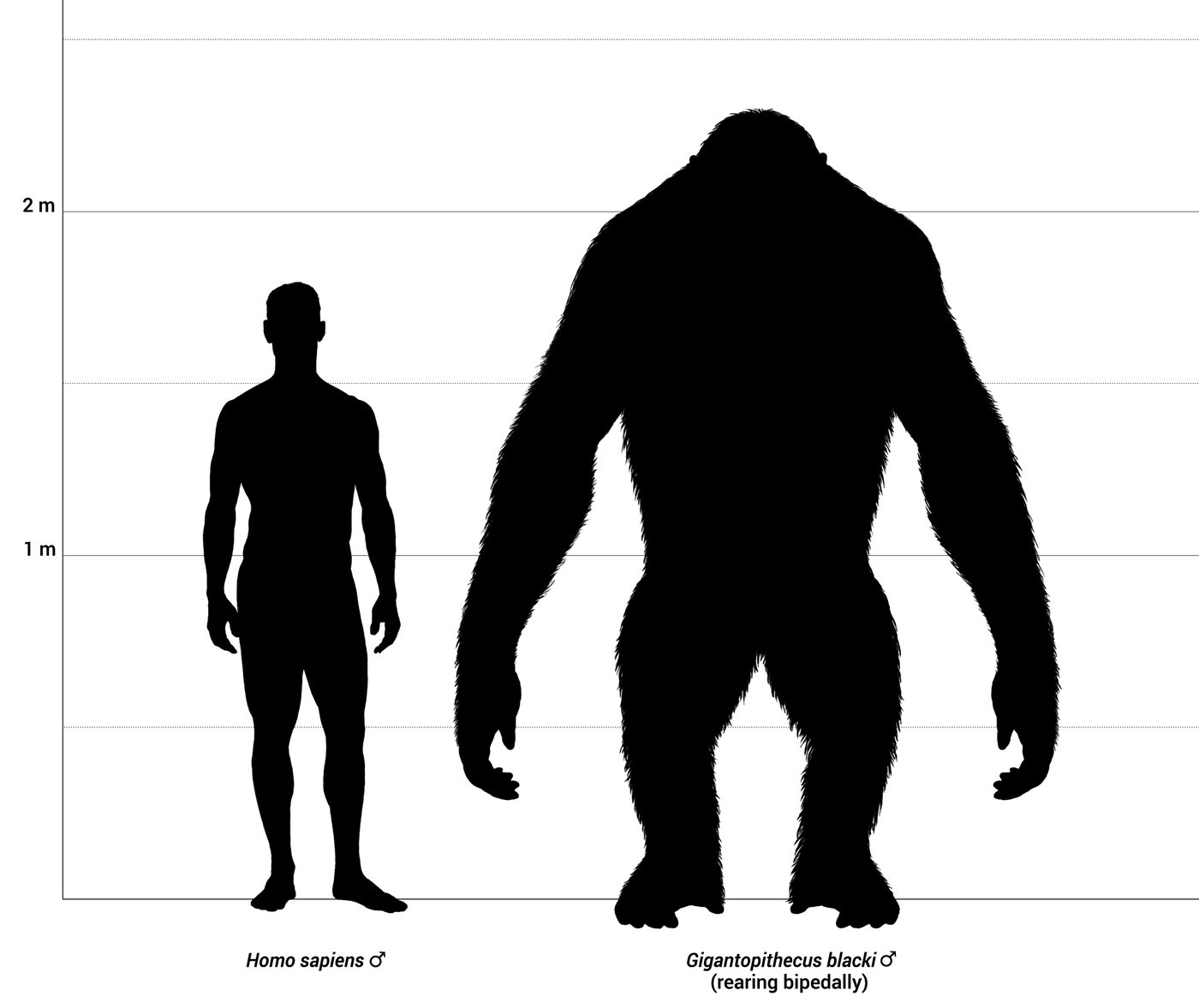 Size chart comparing Gigantopithecus blacki with a human and a gorilla, showing its enormous scale