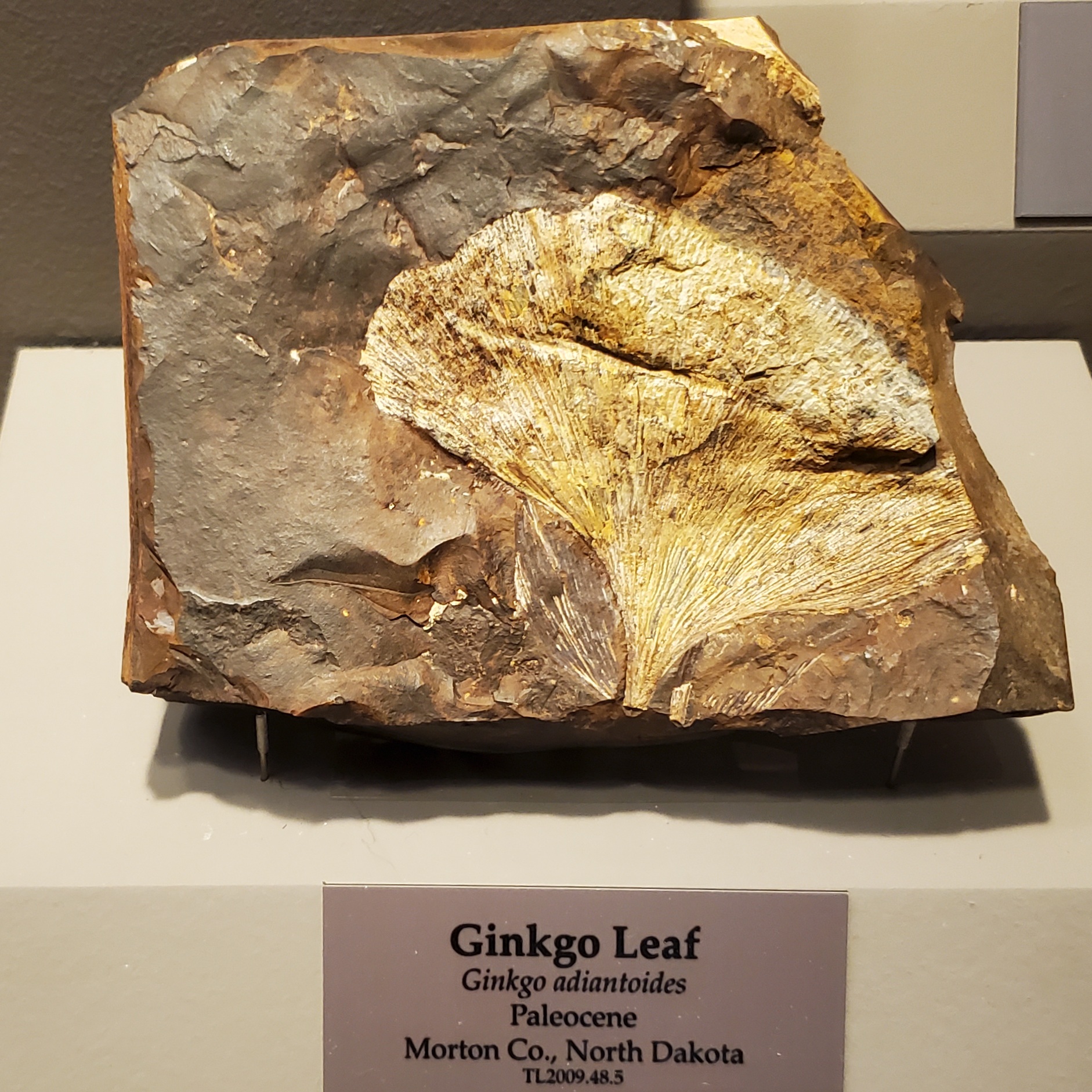 Fossil ginkgo leaf of Ginkgo cranei preserved in fine pale rock