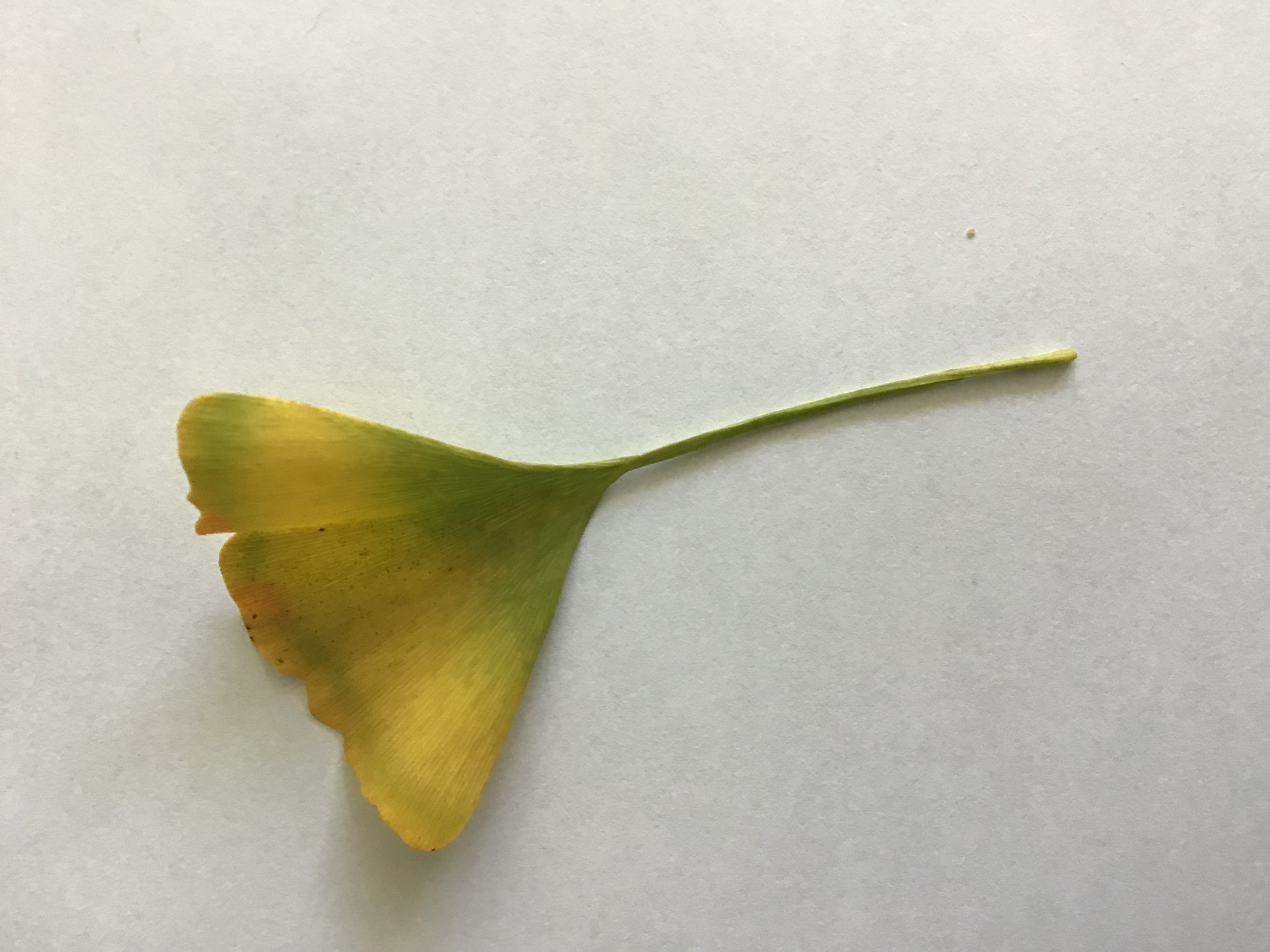 Ginkgo biloba leaf, the iconic fan shape that has persisted in the fossil record for over 200 million years