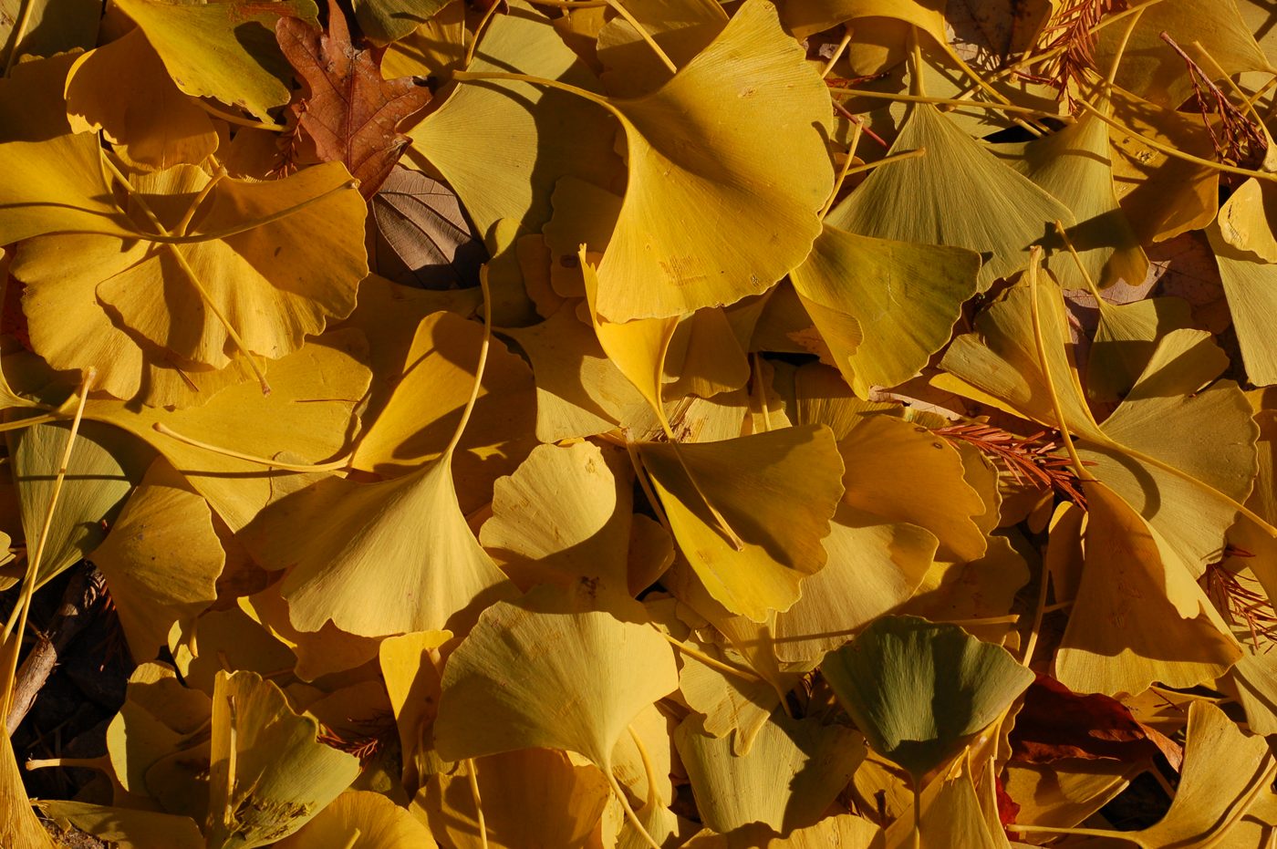 Cluster of fan-shaped ginkgo leaves in summer green on a branch
