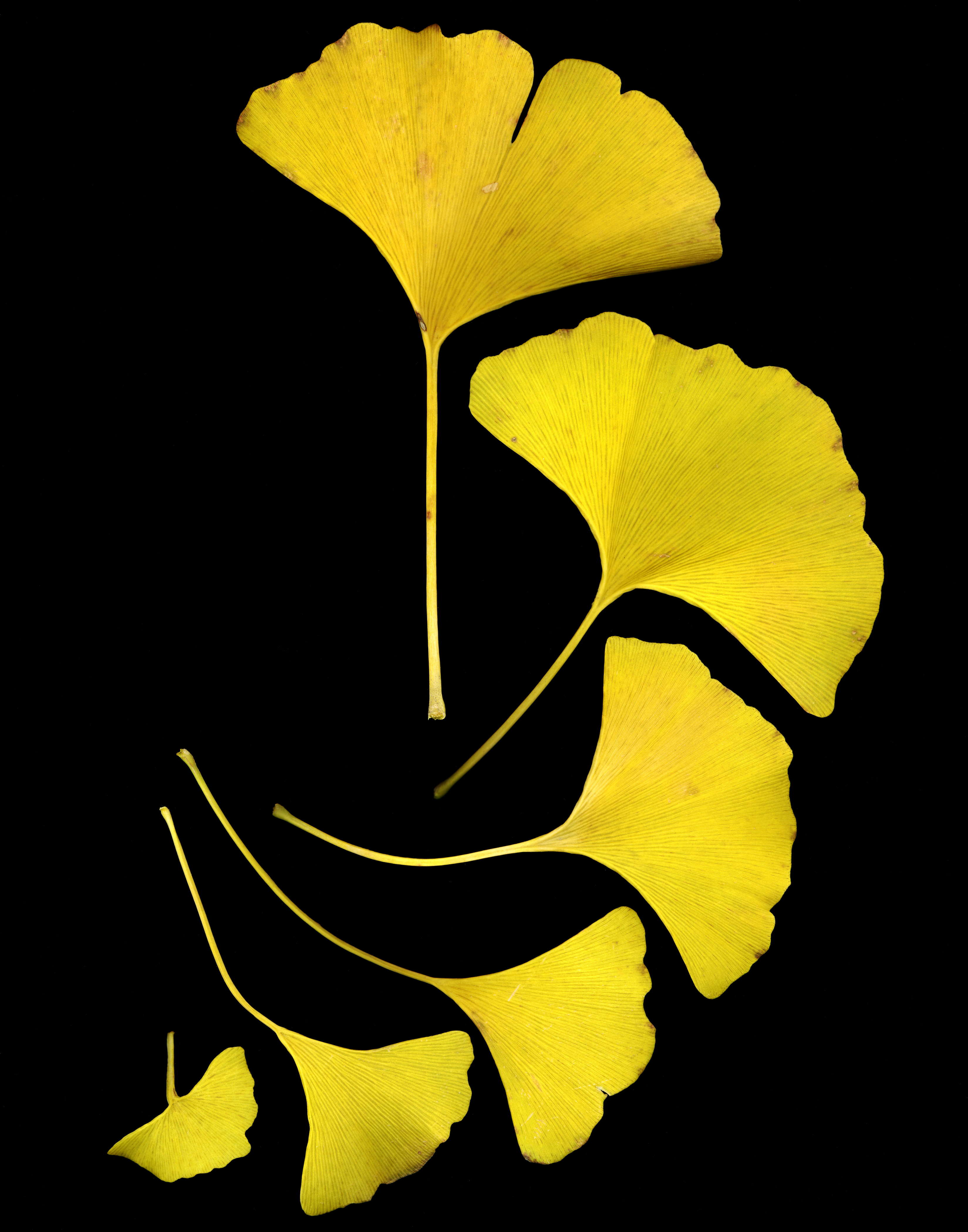 Ginkgo biloba fan-shaped leaves