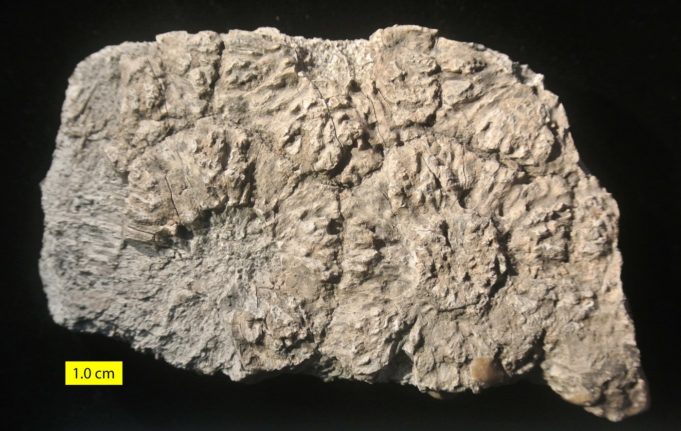 Fragment of a Pleistocene Glyptodon carapace showing the honeycomb pattern of fused osteoderms