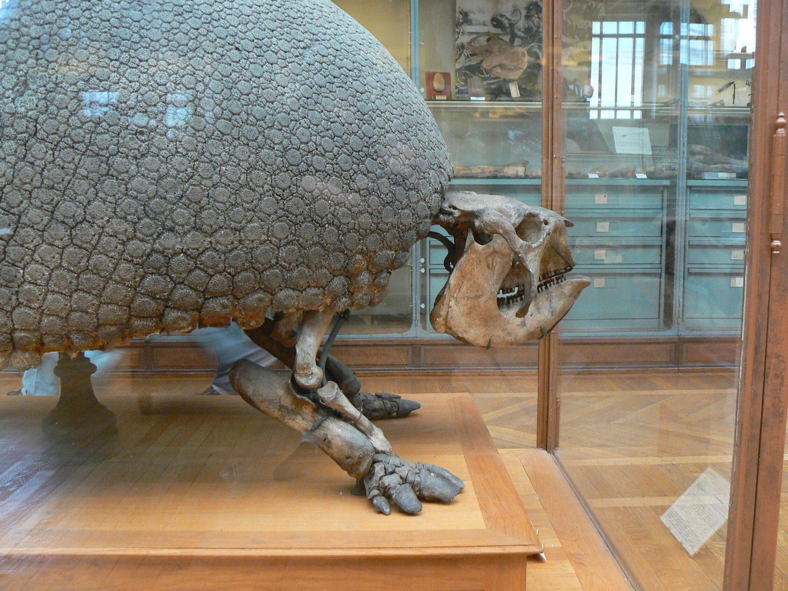 Mounted Glyptodon asper skeleton showing the fused domed carapace and short limb bones