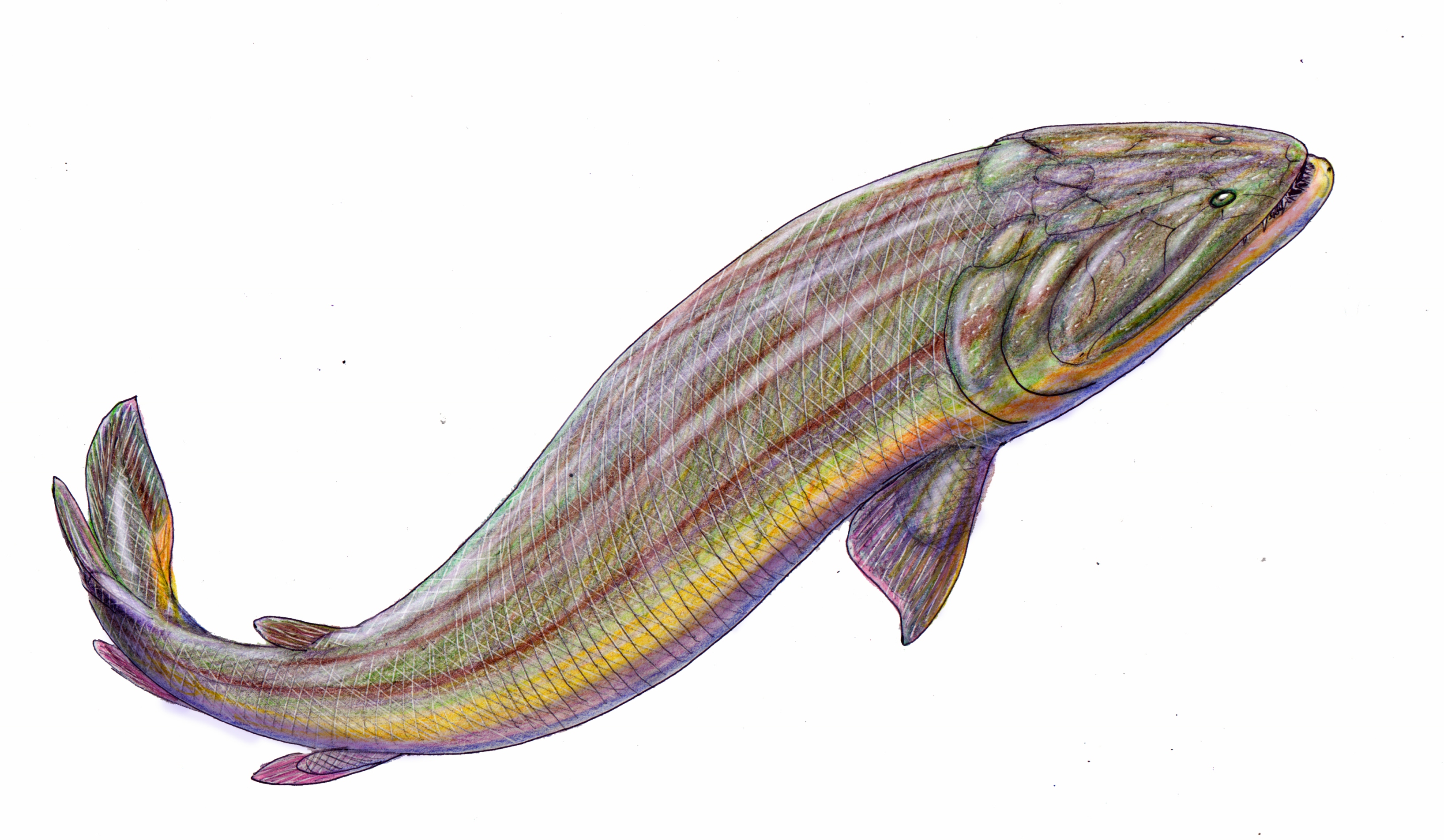 Life reconstruction of Gooloogongia loomesi, an early rhizodont from the Devonian of Australia
