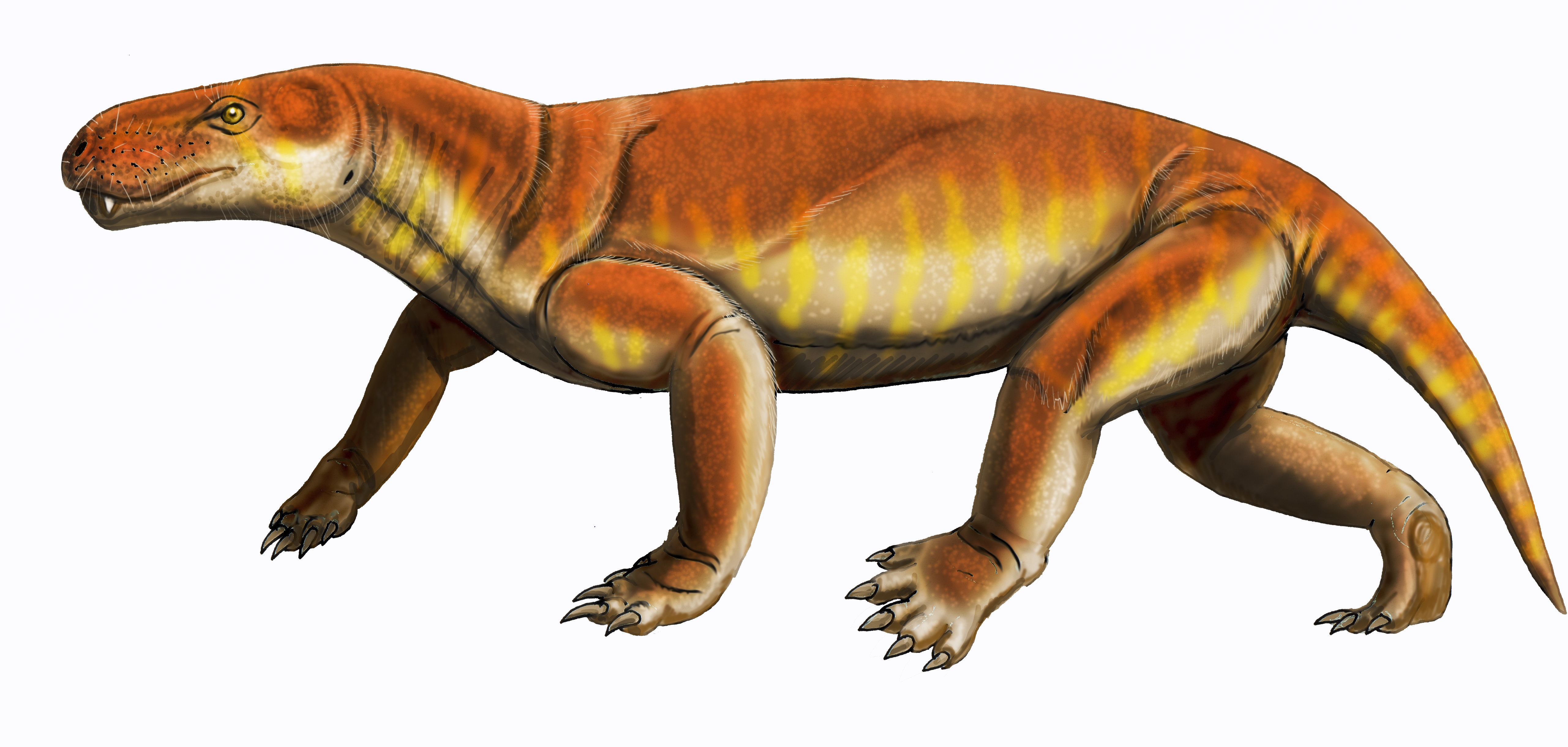 Restoration of Gorgonops whaitsi, a medium-sized gorgonopsid from the late Permian